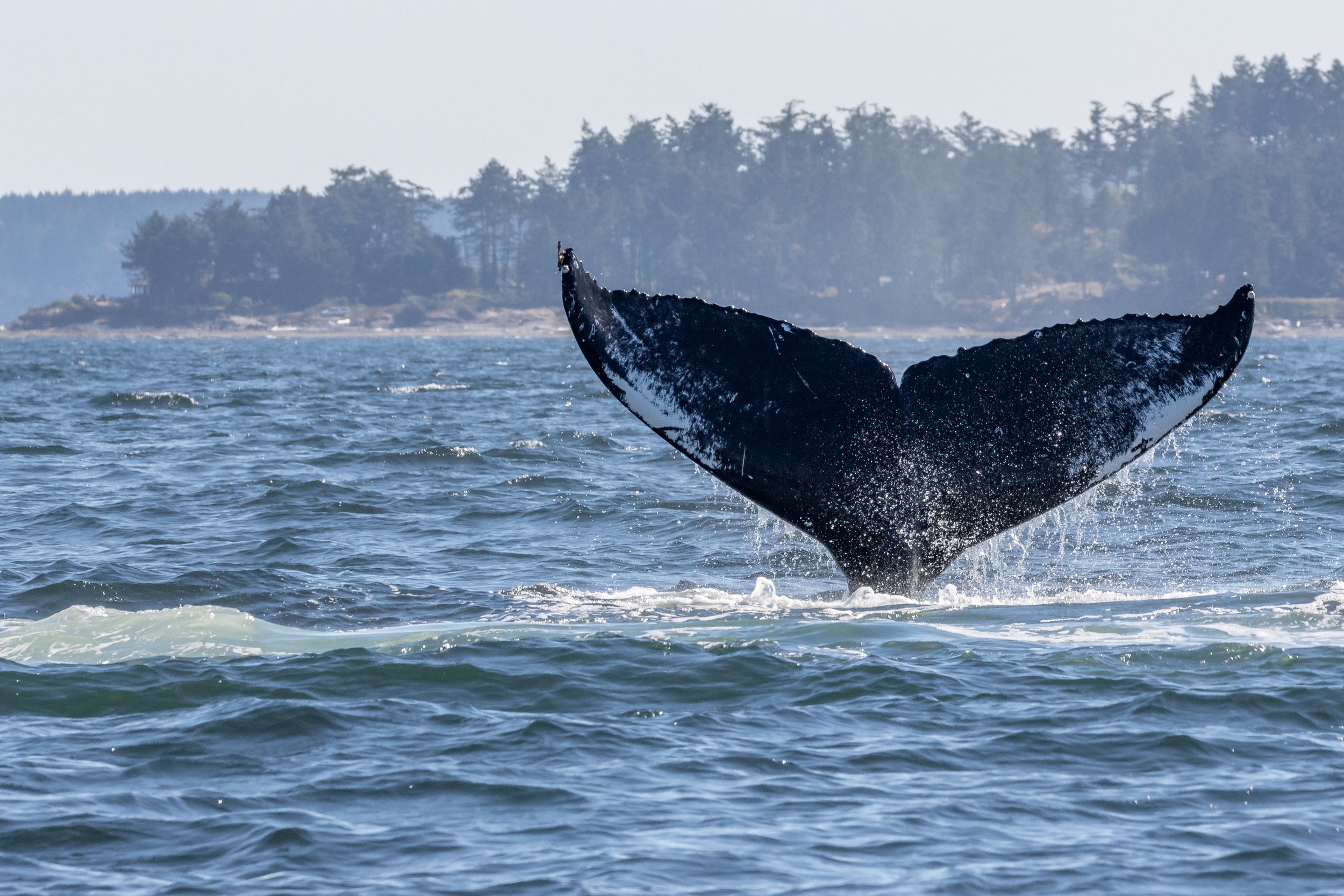 September 20, 2022 - Nike, Quadrata, Honu, and Strike! It's Humpback Soup!