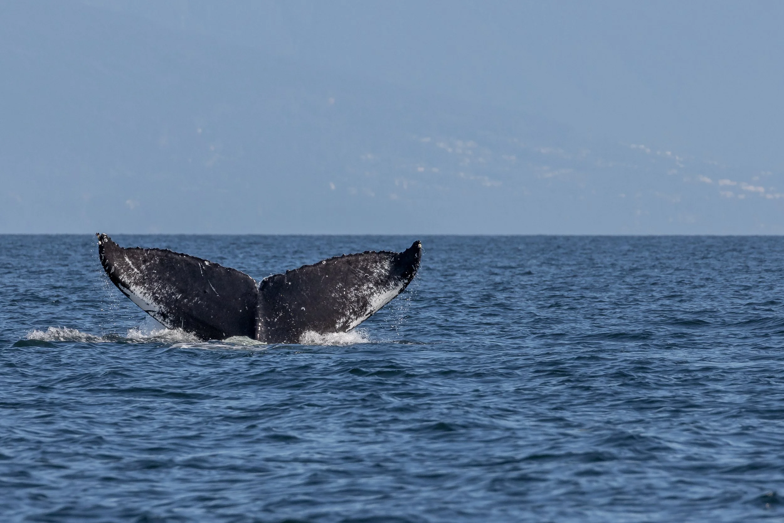 September 21, 2022 - Honu, a mystery humpback, and Quadrata off of Gabriola