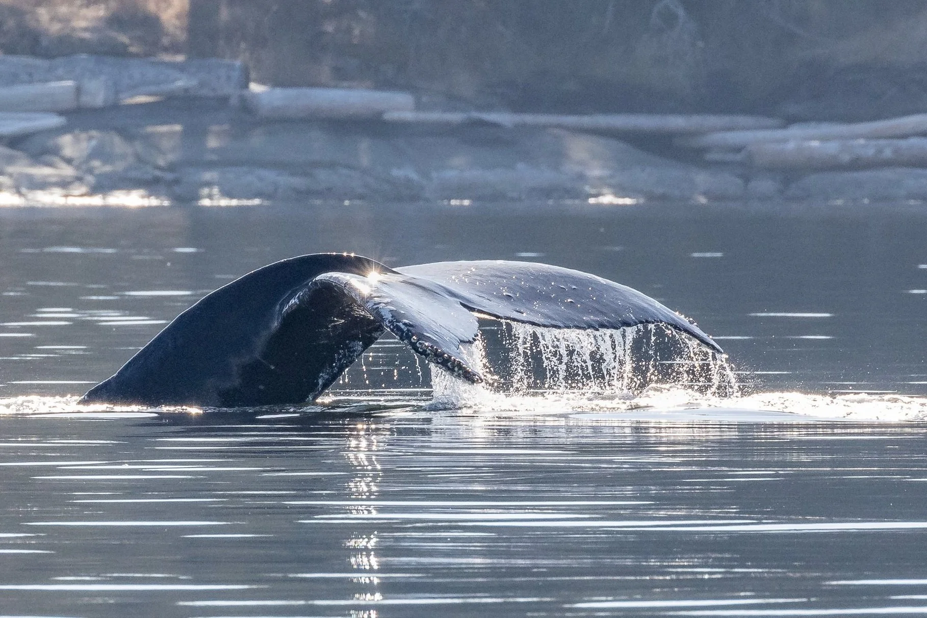 September 24, 2022 - Humpbacks, Humpbacks, Humpbacks!