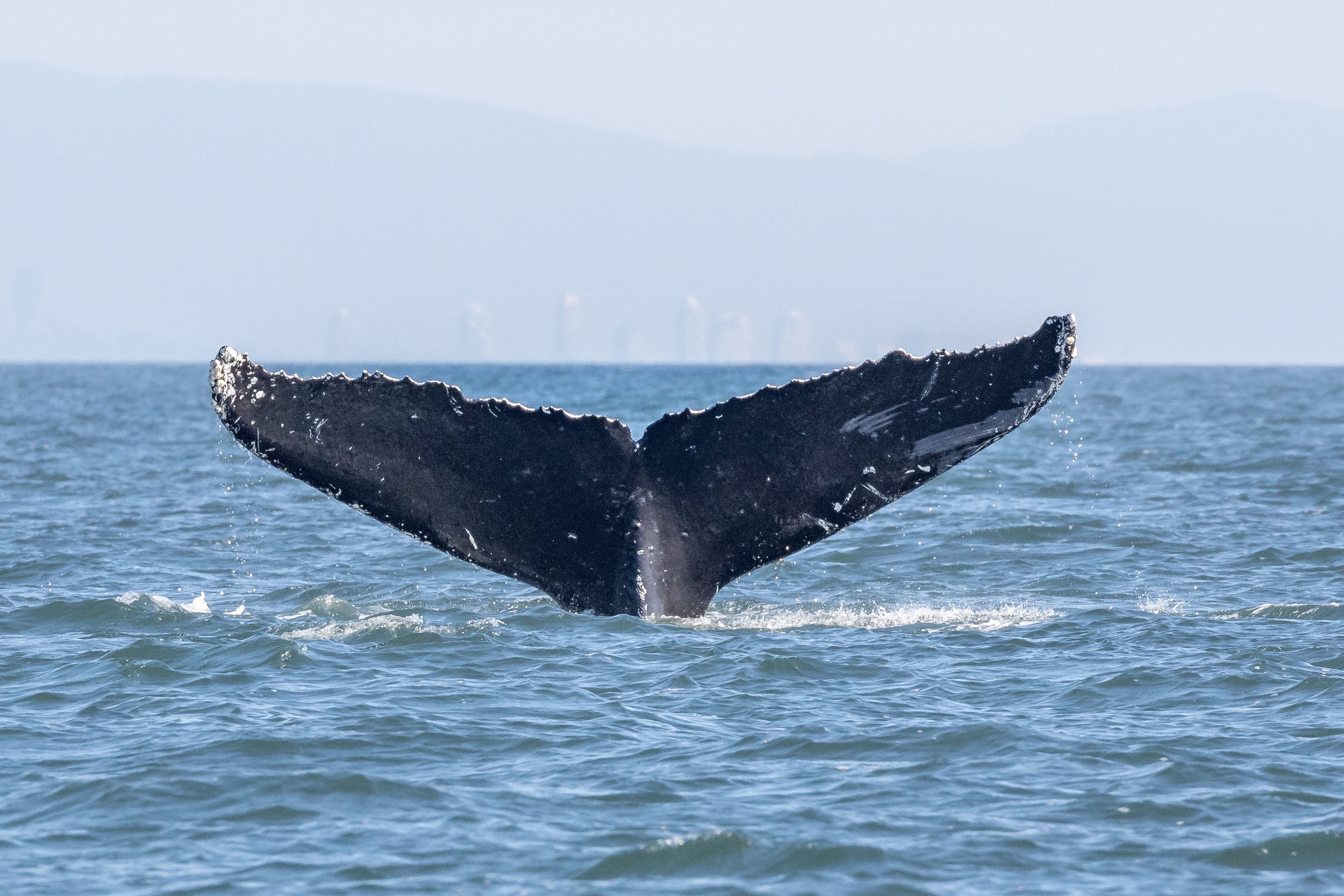 September 25, 2022 - Humpback Soup throughout the Salish Sea!
