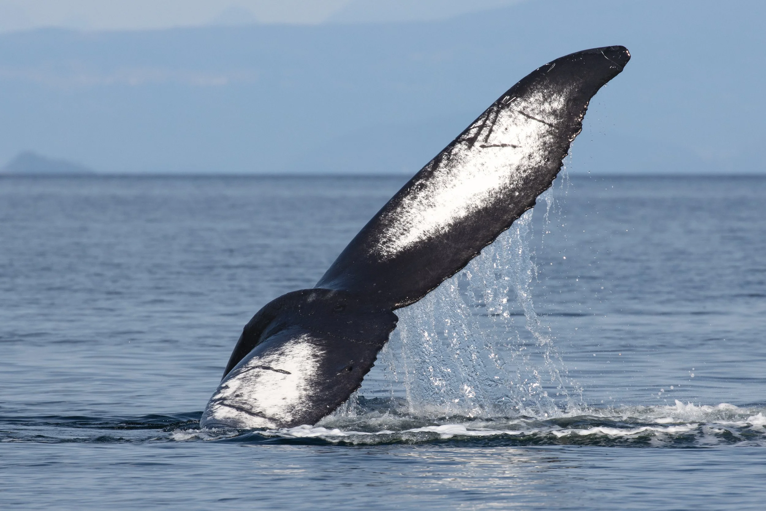 September 26, 2022 - Humpbacks as far as the eye can see!