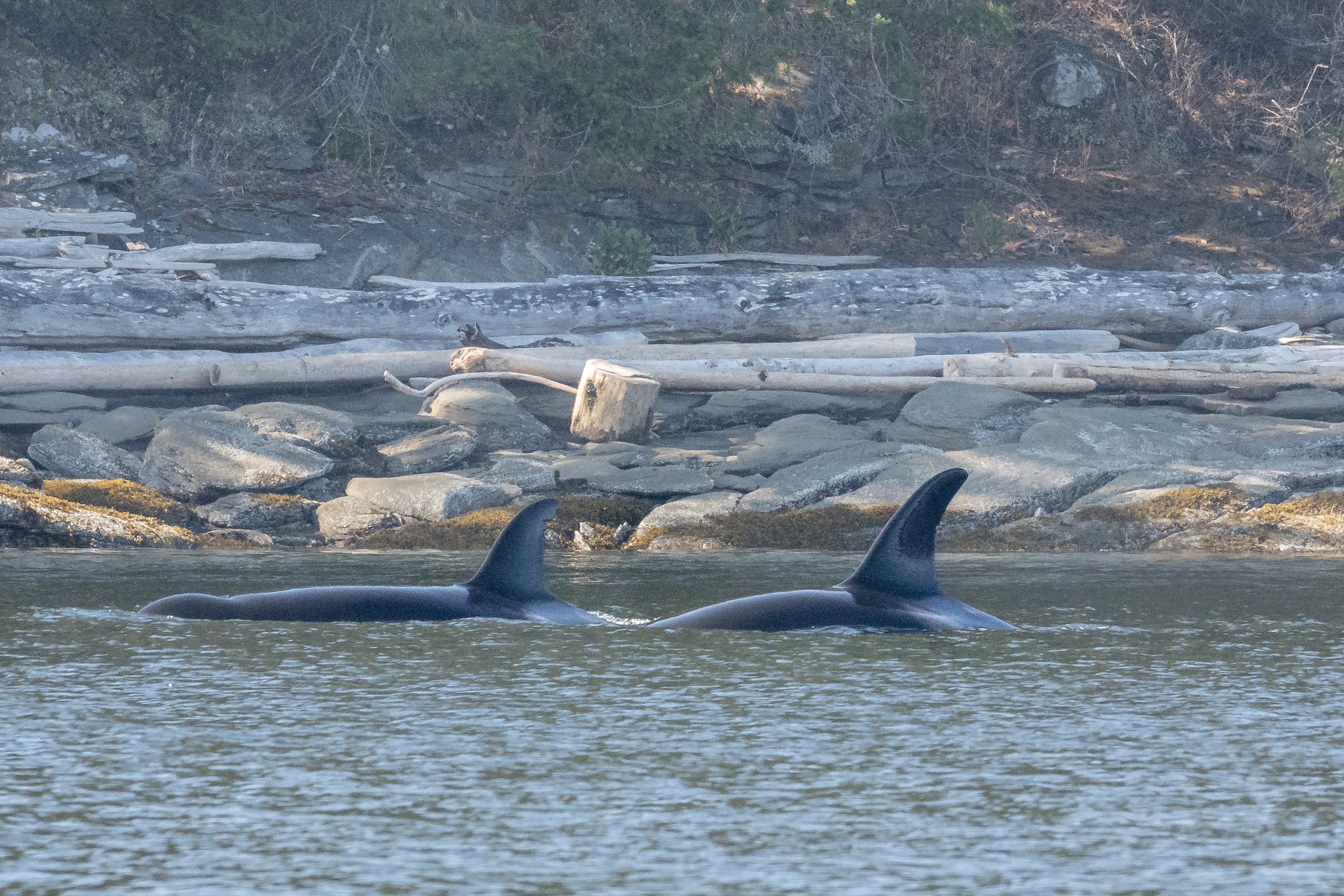 September 29, 2022 - Orca hunting in the Southern Gulf Islands and four humpbacks