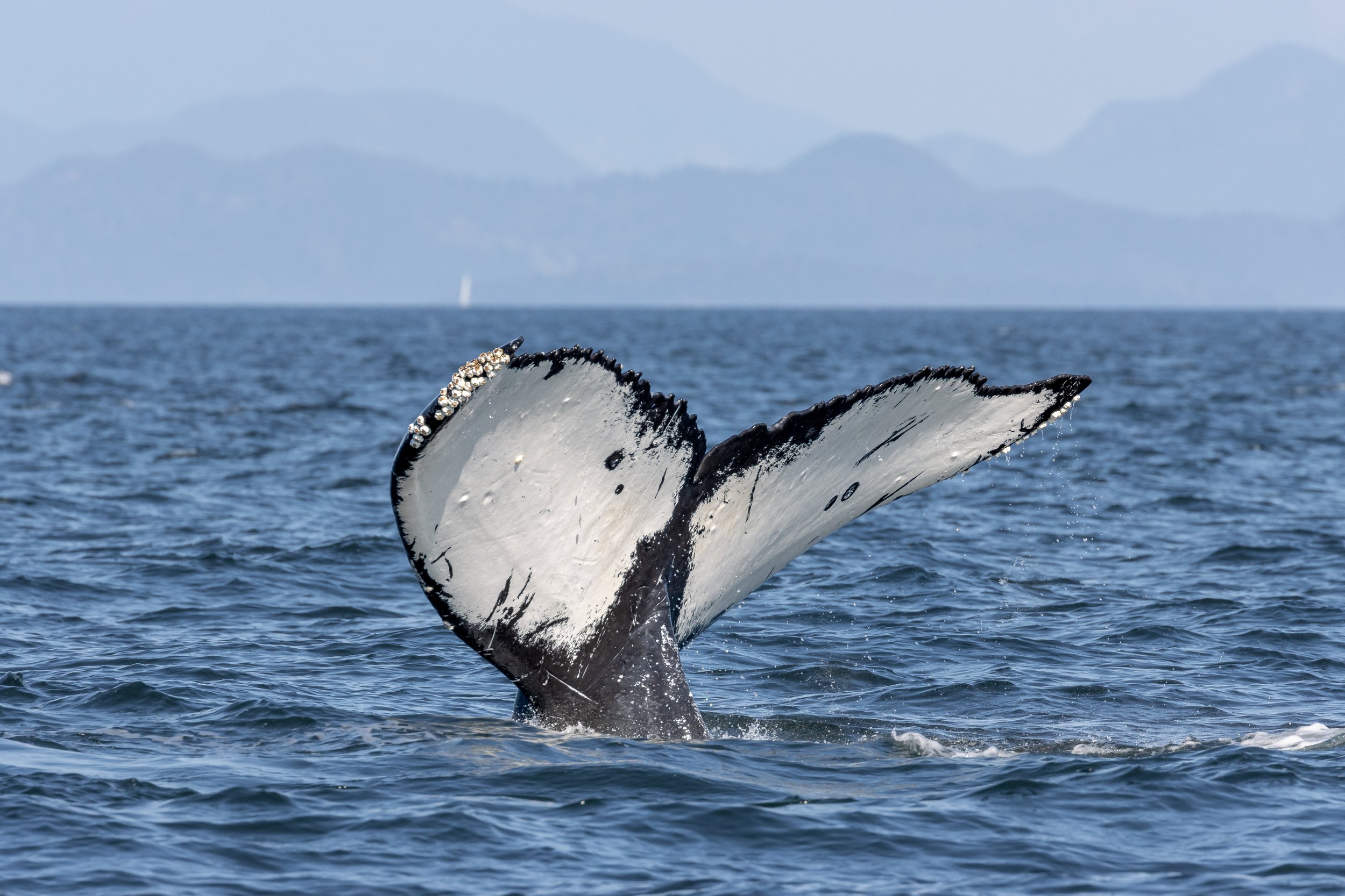 September 30, 2022 -  Humpback Soup continues near Nanaimo!