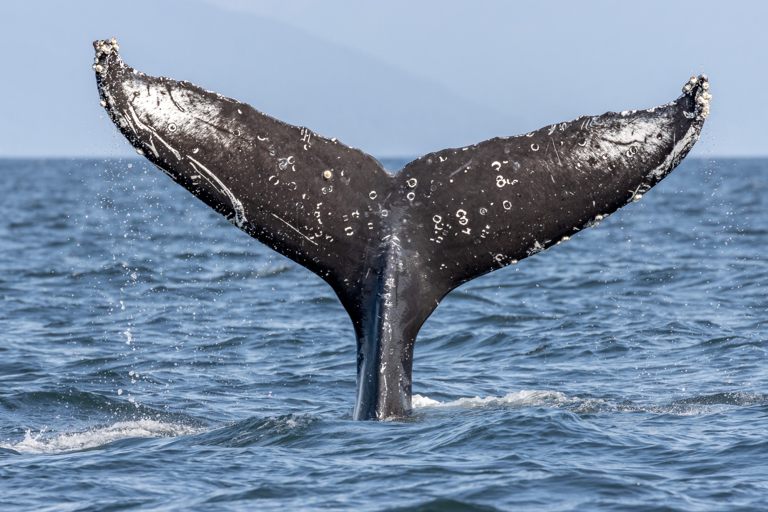 October 1, 2022 - a whole lot of humpbacks!