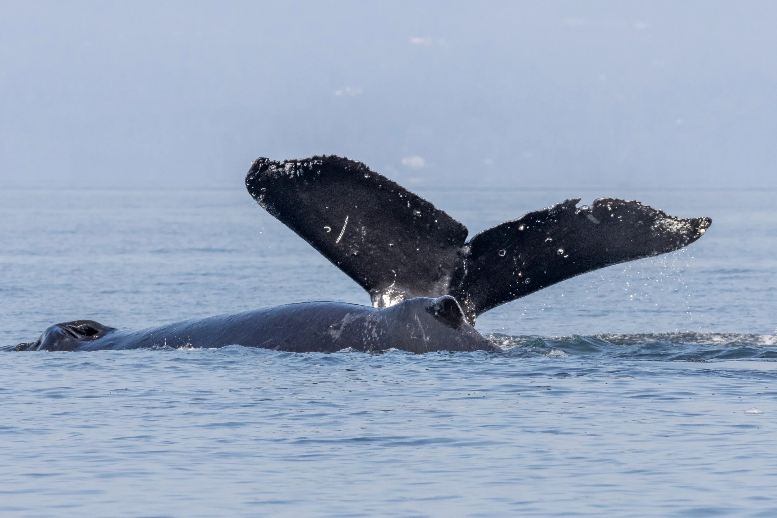 October 3, 2022 - 7 humpbacks in the Salish Sea!