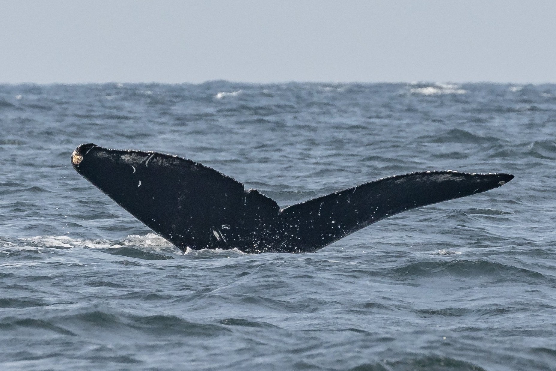 October 4, 2022 - 3 humpbacks prepare for the winter migration