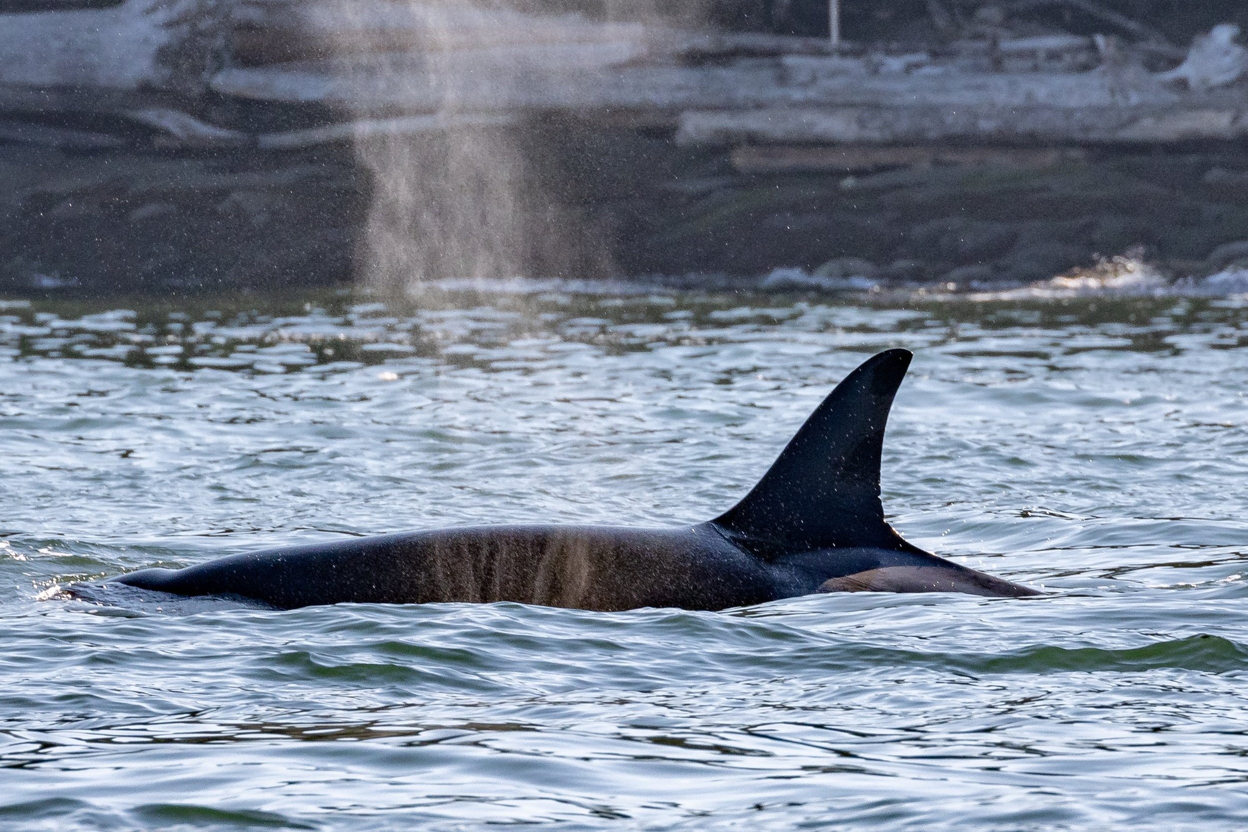 October 8, 2022 - T049A's off of Galiano and Corona and calf by Hudson Rocks