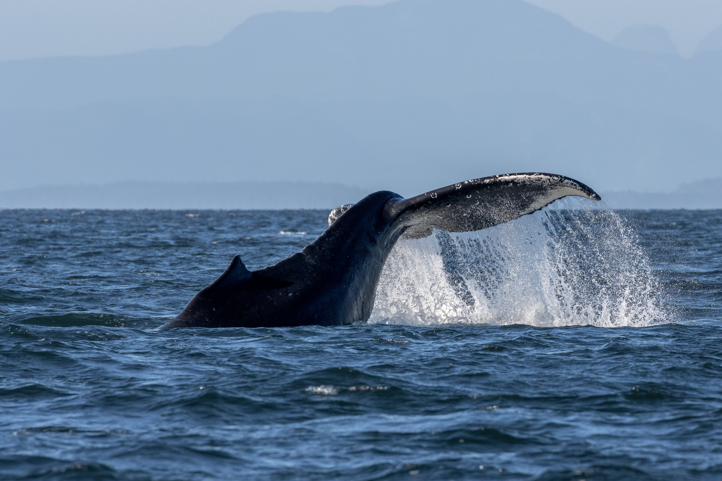 October 11, 2022 - Humpback Soup!