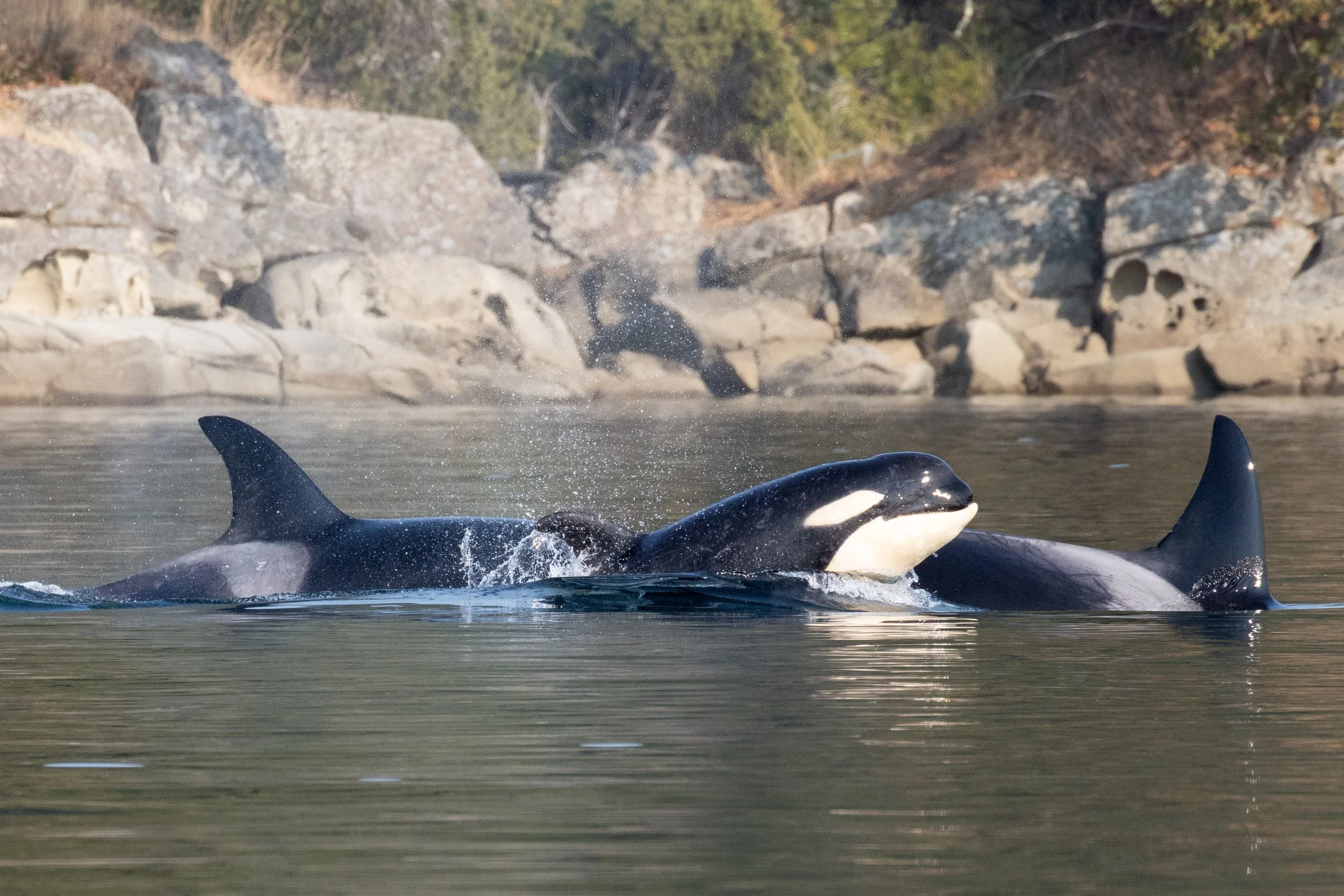 October 15, 2022 - Double Species! The T018s and T049As plus 4 humpbacks!