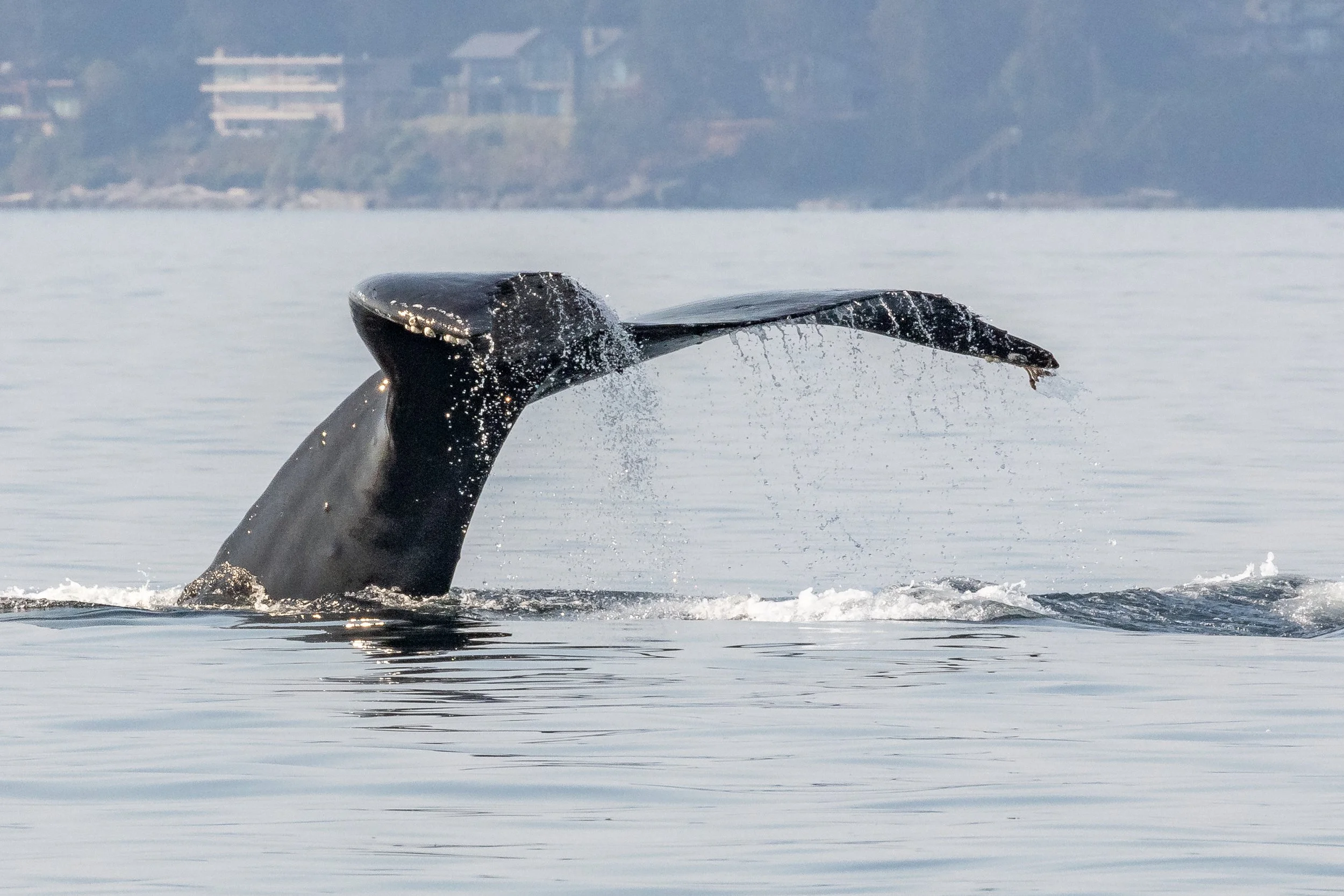 October 16, 2022 - Humpbacks Olympus, Sherwina, and Poptart!