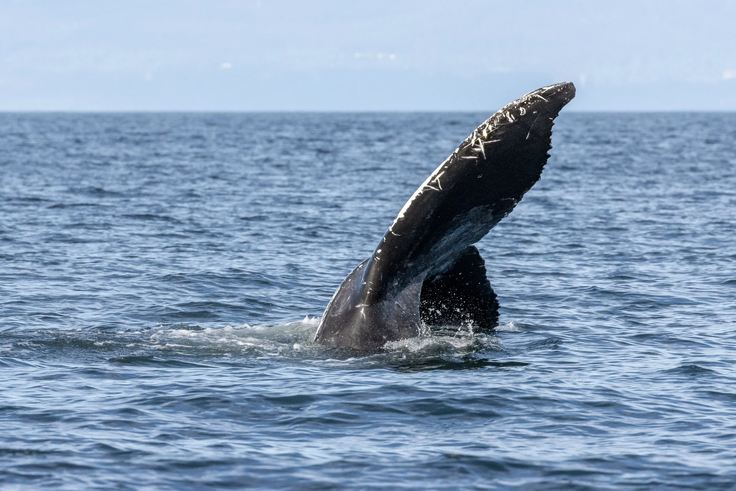October 20, 2022 - Honu, Omega, Bullet, and Two Spot in the Strait of Georgia