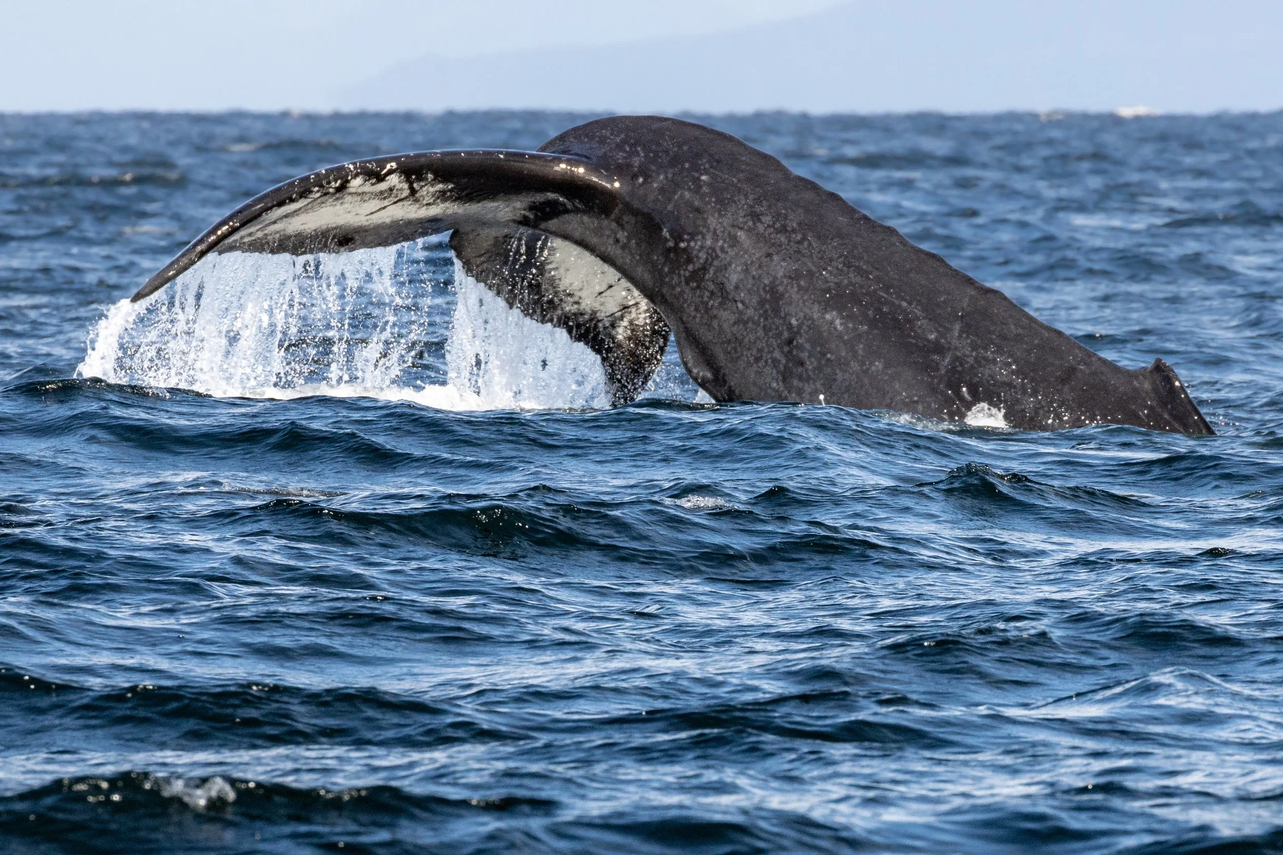 October 22, 2022 - Scratchy, Nova, and Bullet