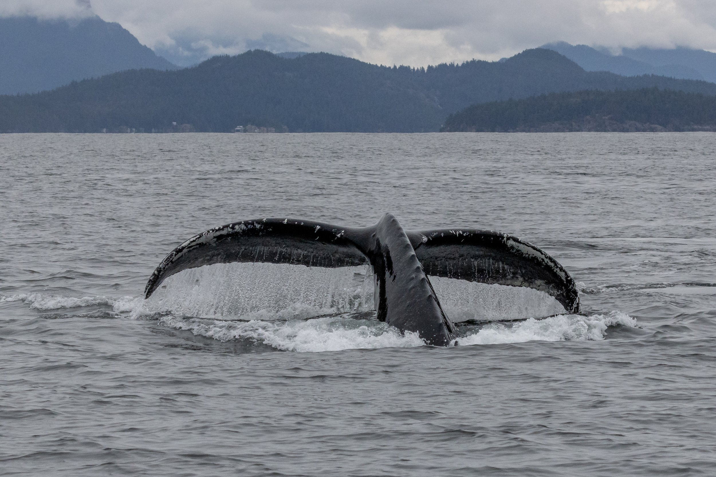 October 26, 2022 - Still Plenty of Humpbacks!