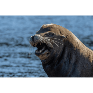 September 20th 2022 - Angry California Sea Lion — Vancouver Island