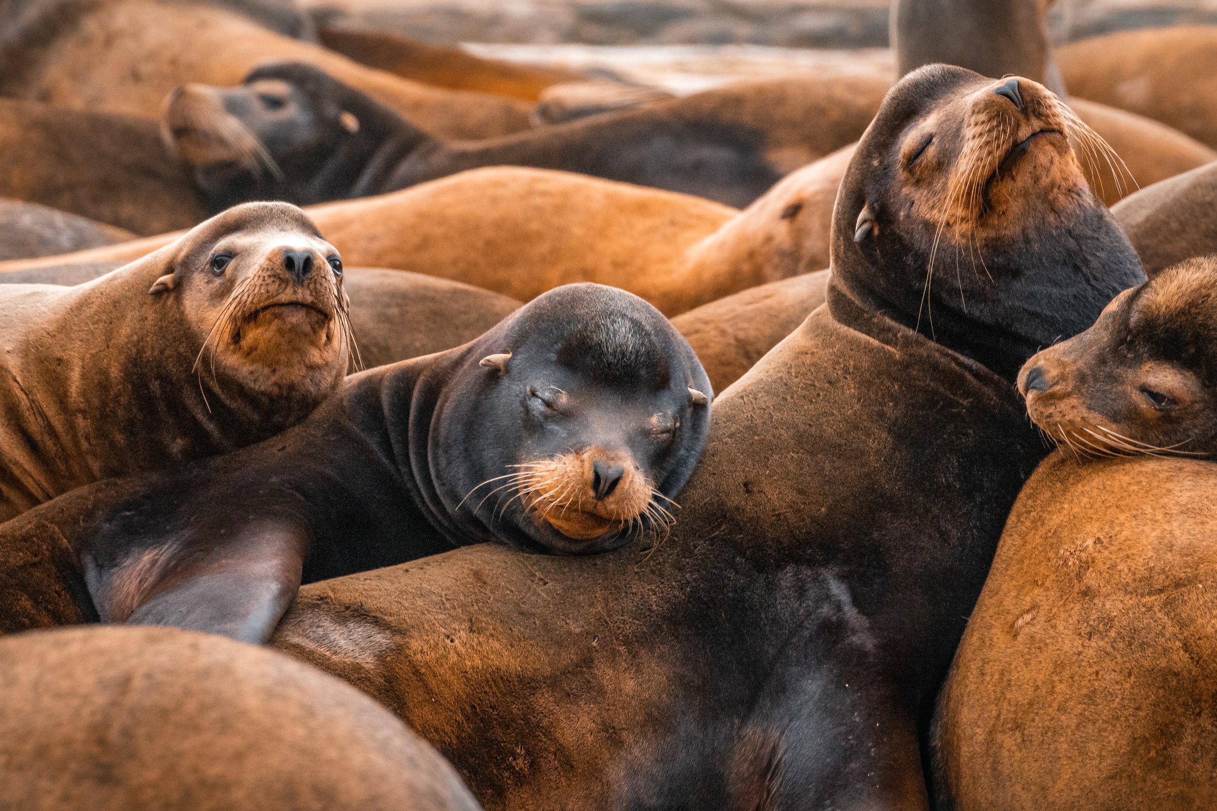 sea lion tours green head