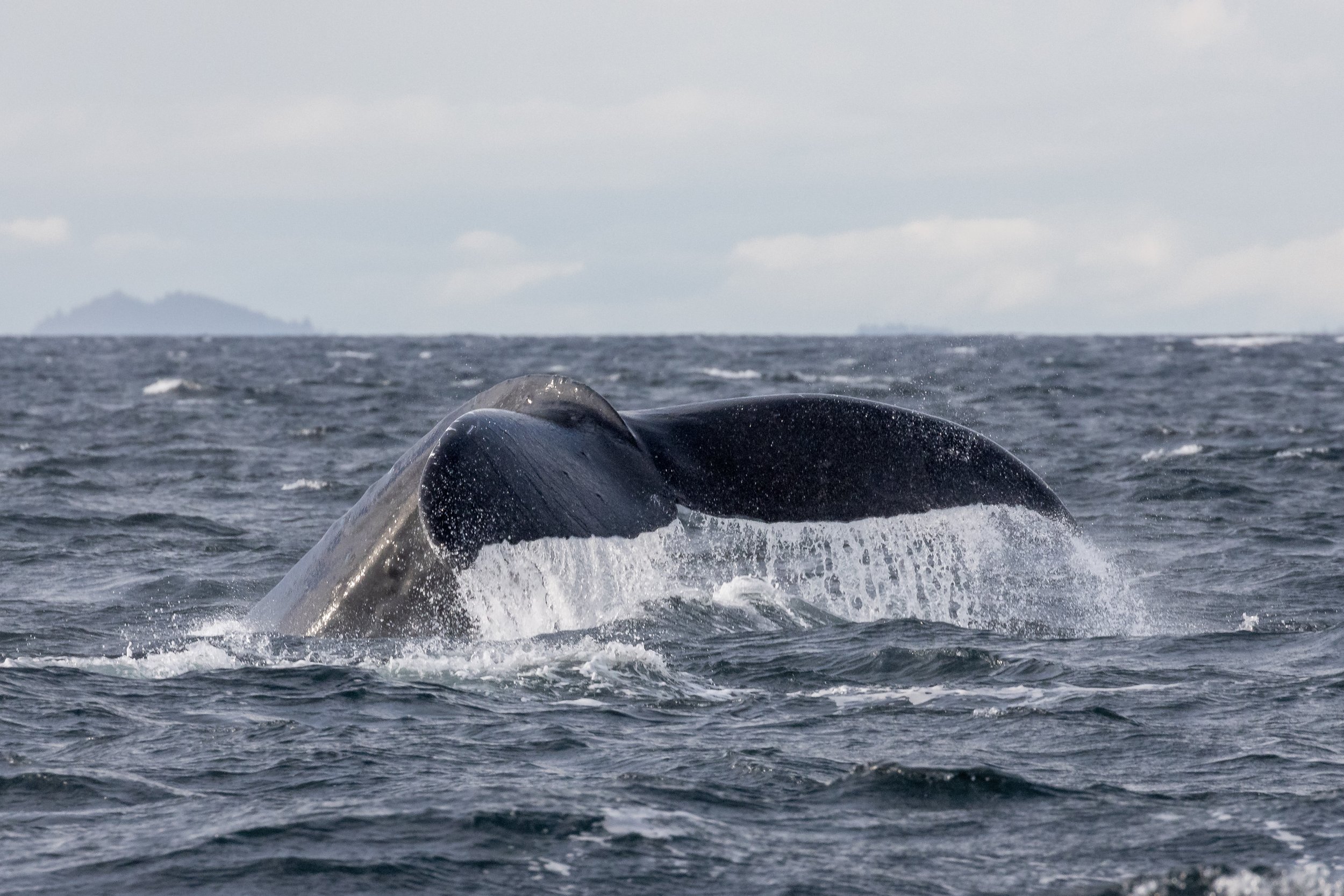 October 31, 2022 - Smiley, her 2022 calf, Split Fluke, and Remie near the Sunshine Coast