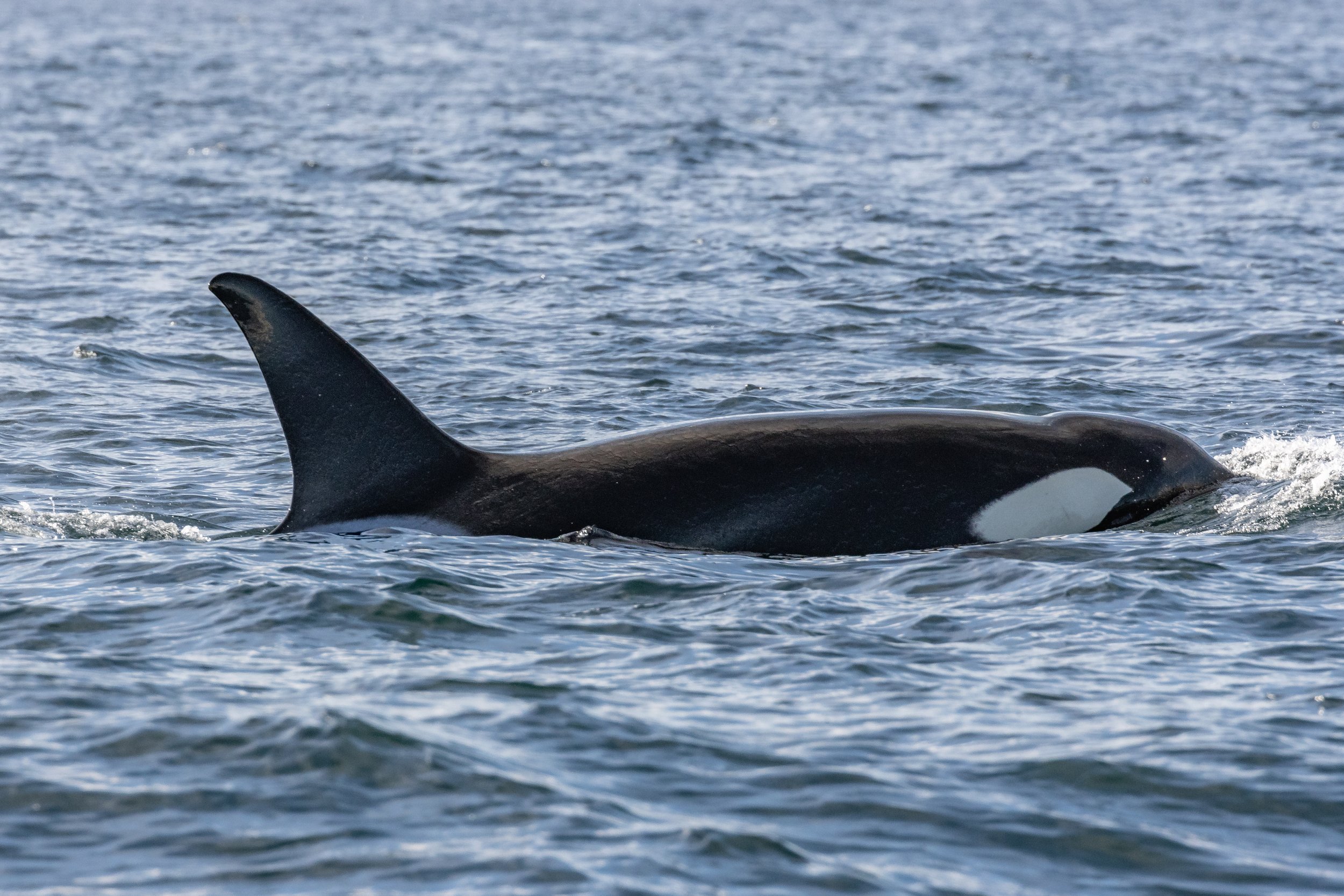 November 5, 2022 - Double Species day close to home port!