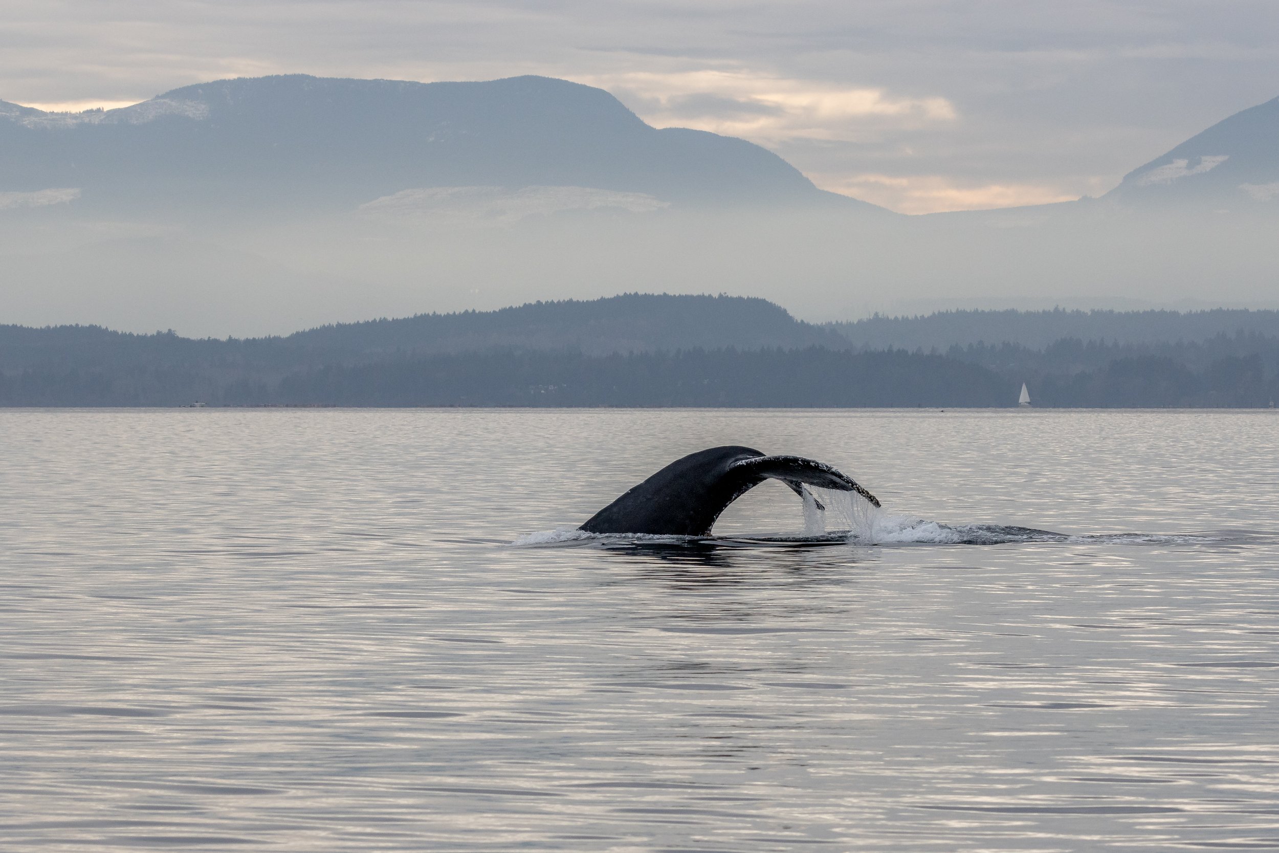 November 21, 2022 - More humpbacks near Nanaimo!
