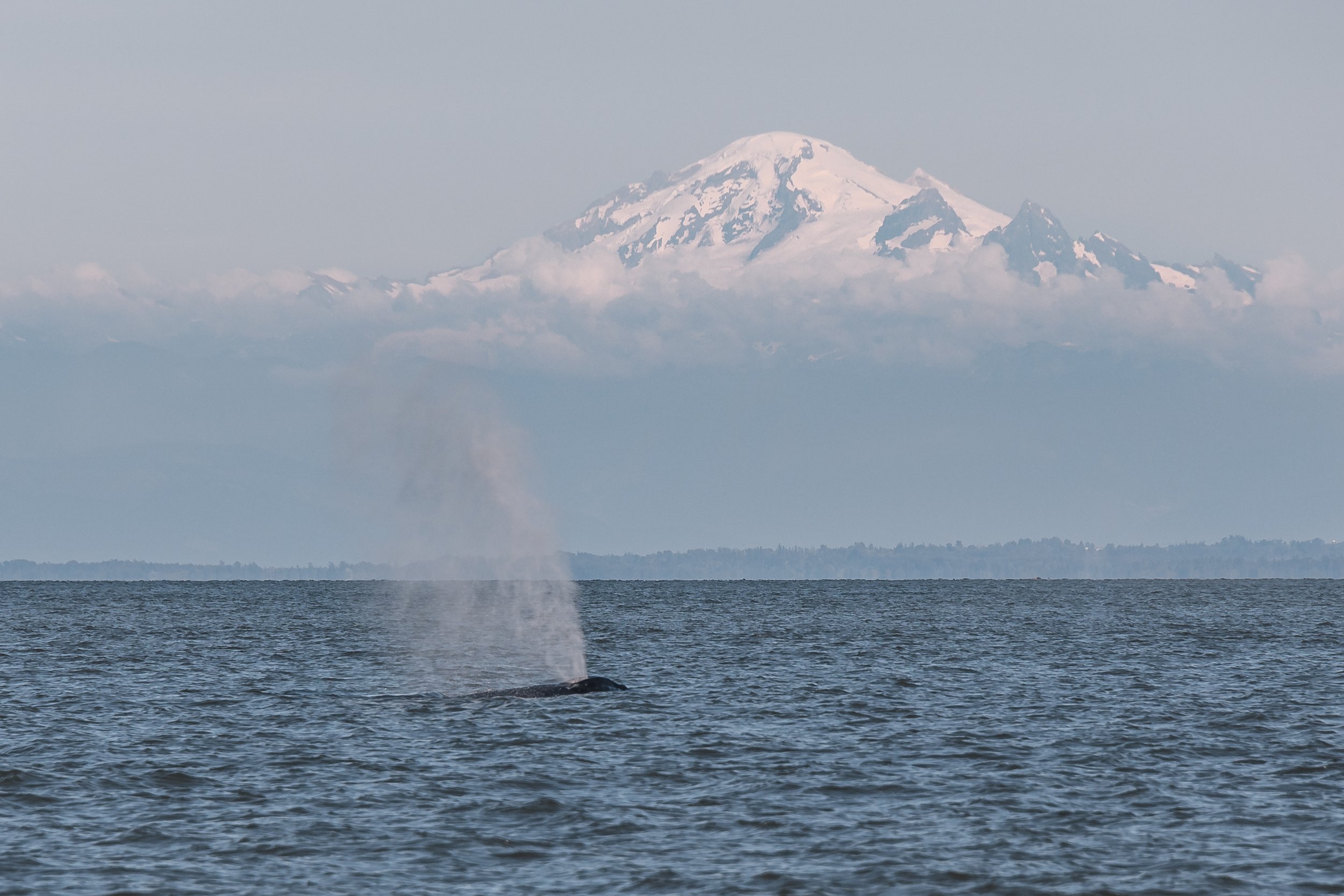  Mt. Baker with a humpback in the foreground 