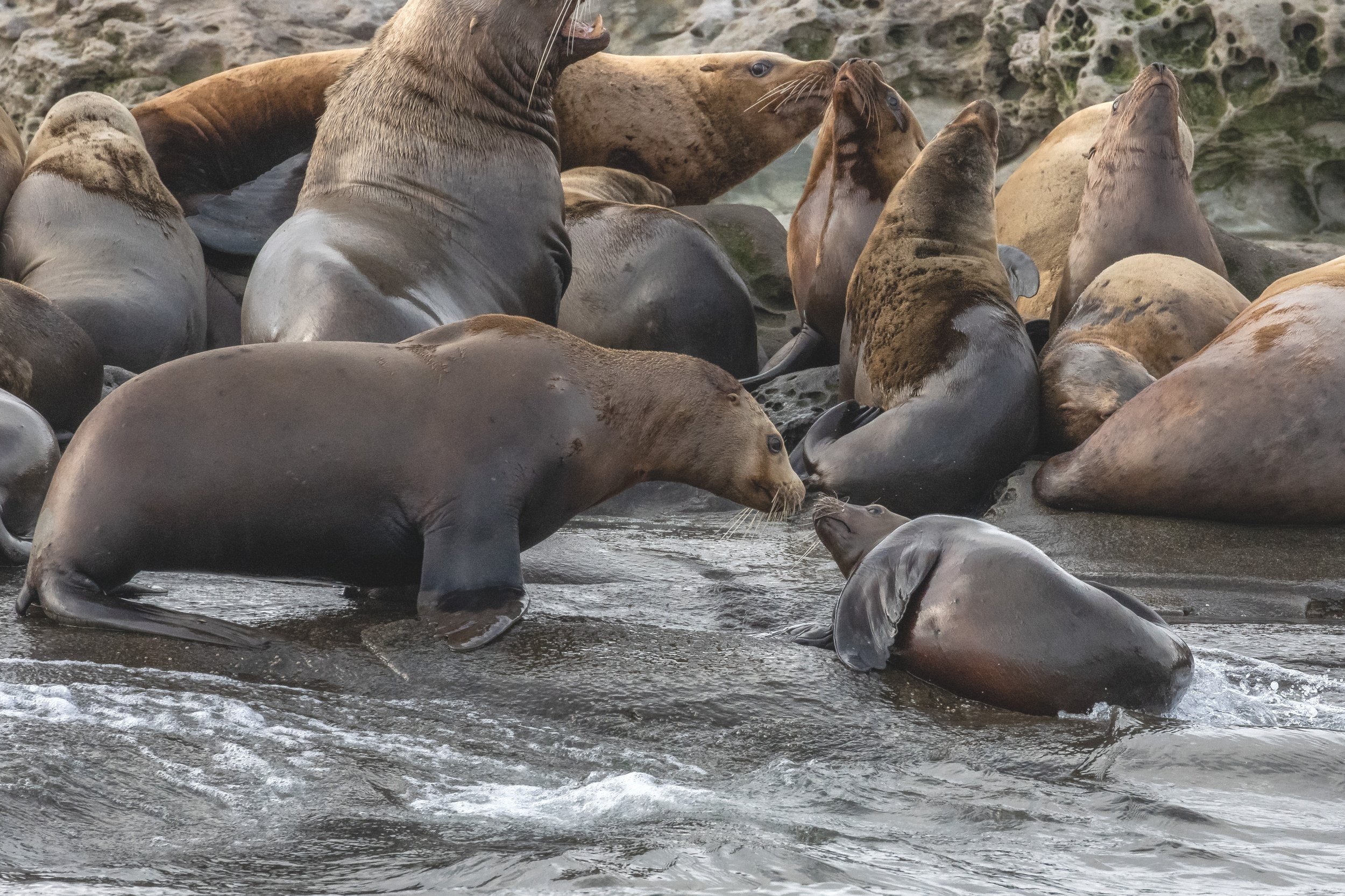 February 18, 2023 - Sea lions Galore! 