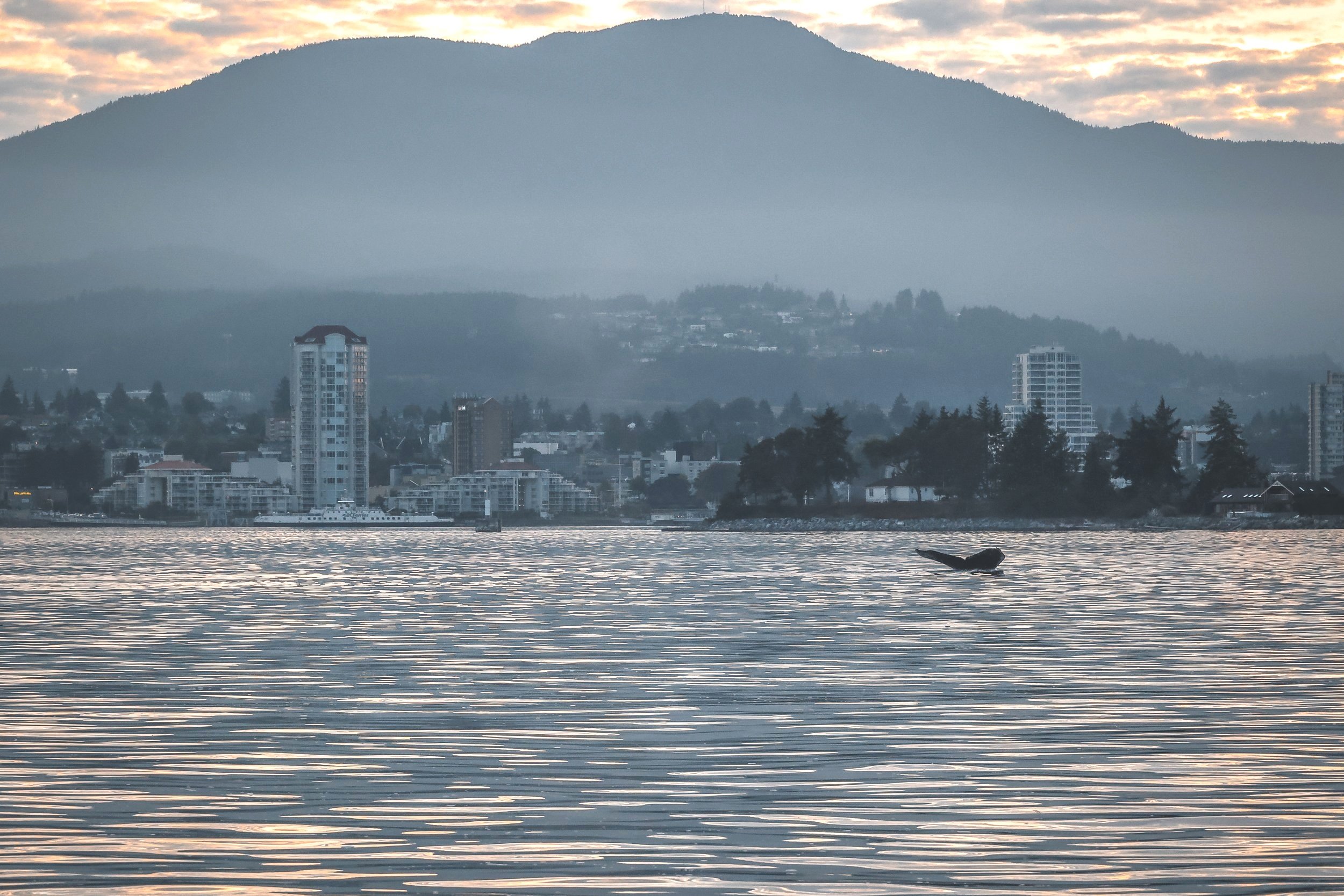  Slits the Humpback, Nanaimo Skyline in background 