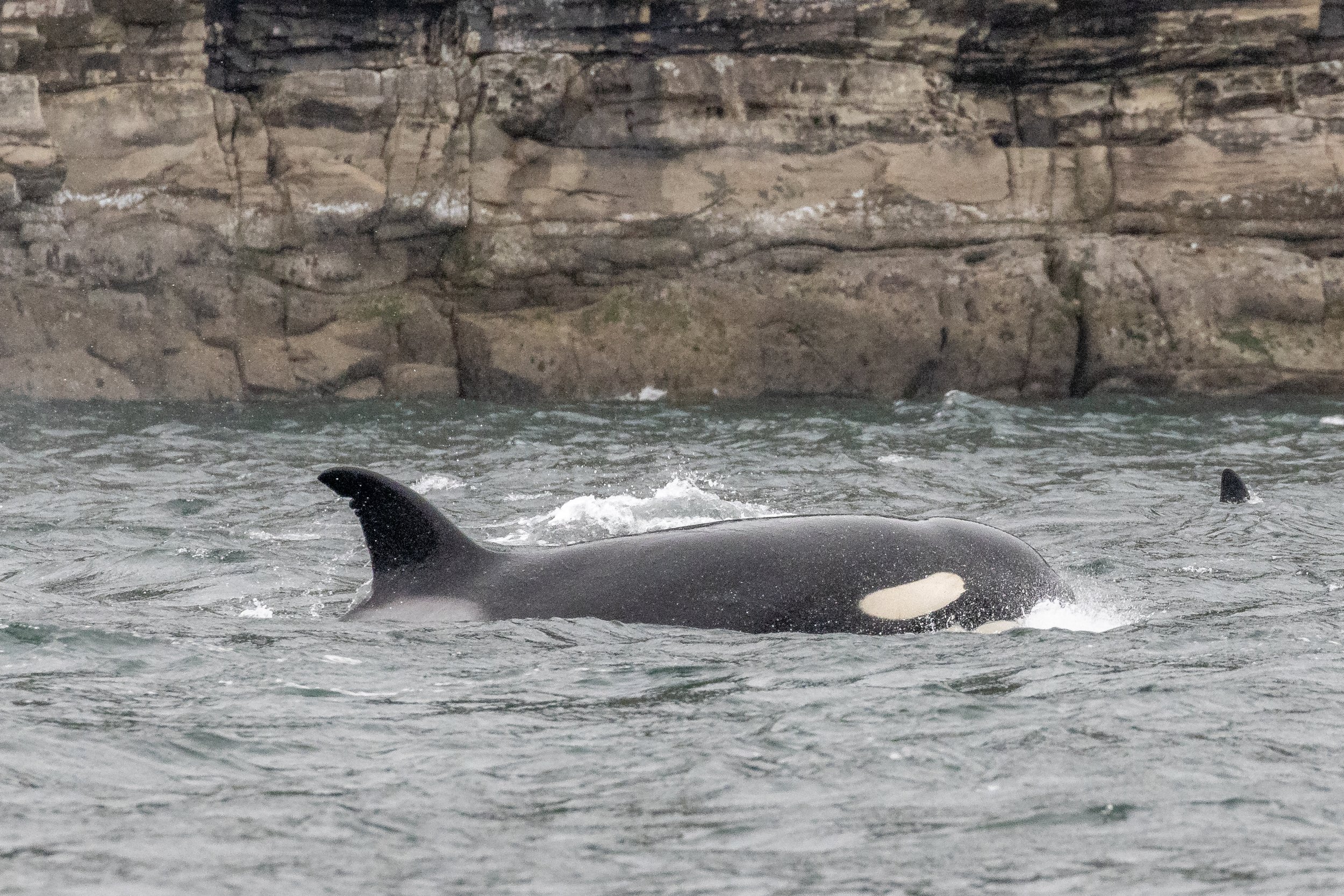 March 12, 2023 - T099's off of Galiano Island