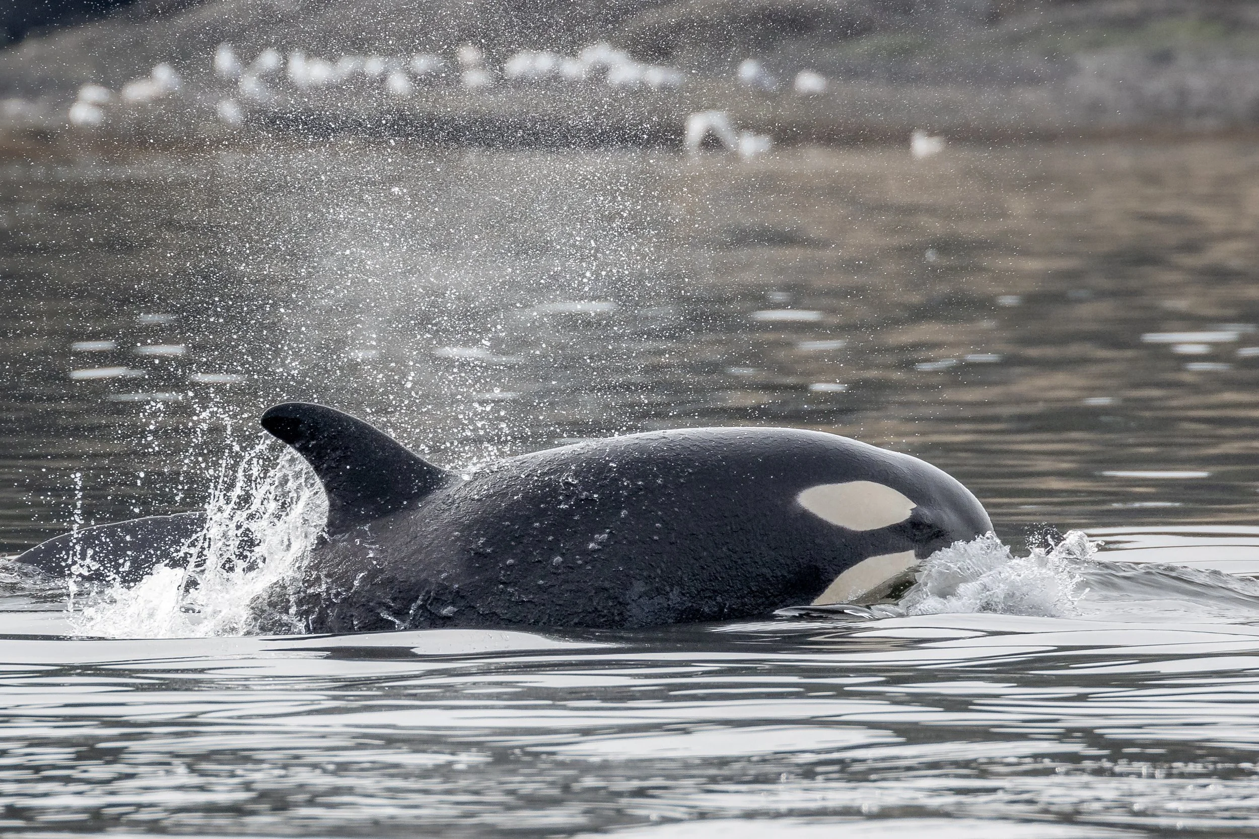 March 17, 2023 - The T036A's &amp; the T065A's by Chrome Island