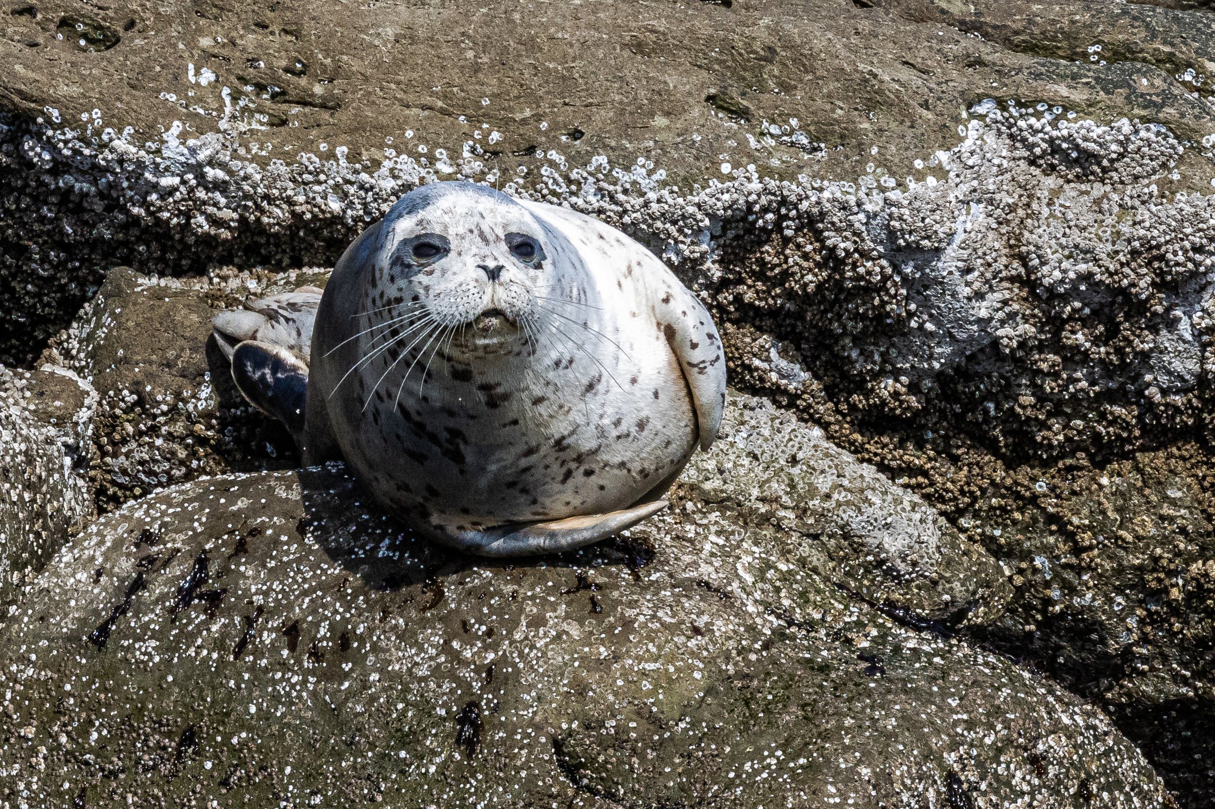 March 16, 2023 - Pinnipeds amongst the Islands