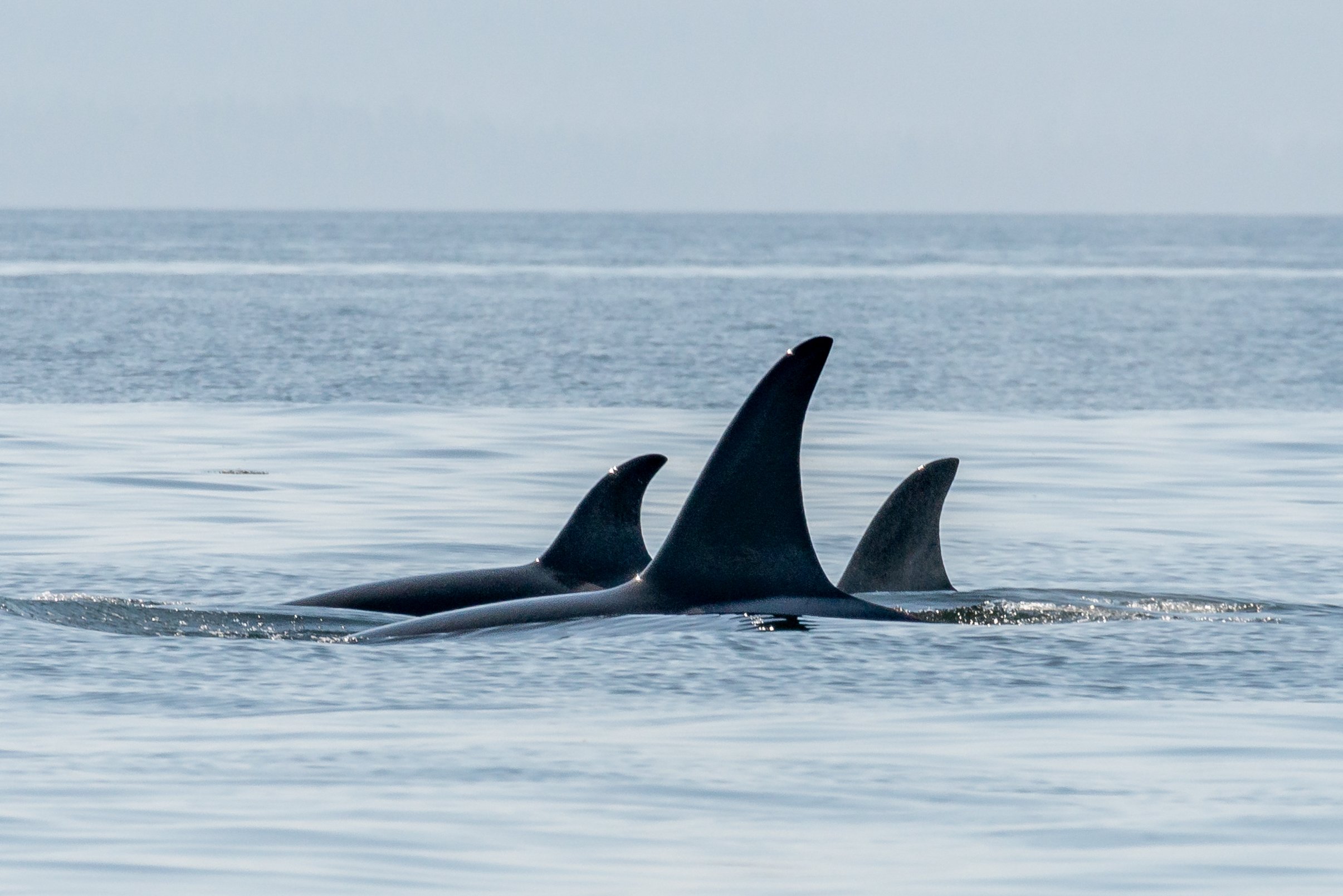 March 18, 2023 - The T049A's by Texada Island and Porpoises close to home!