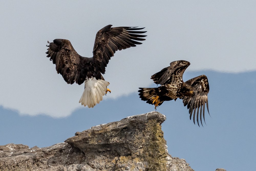 Bald Eagles Vancouver Island | Marine Life Guide | Vancouver Island Whale Watch