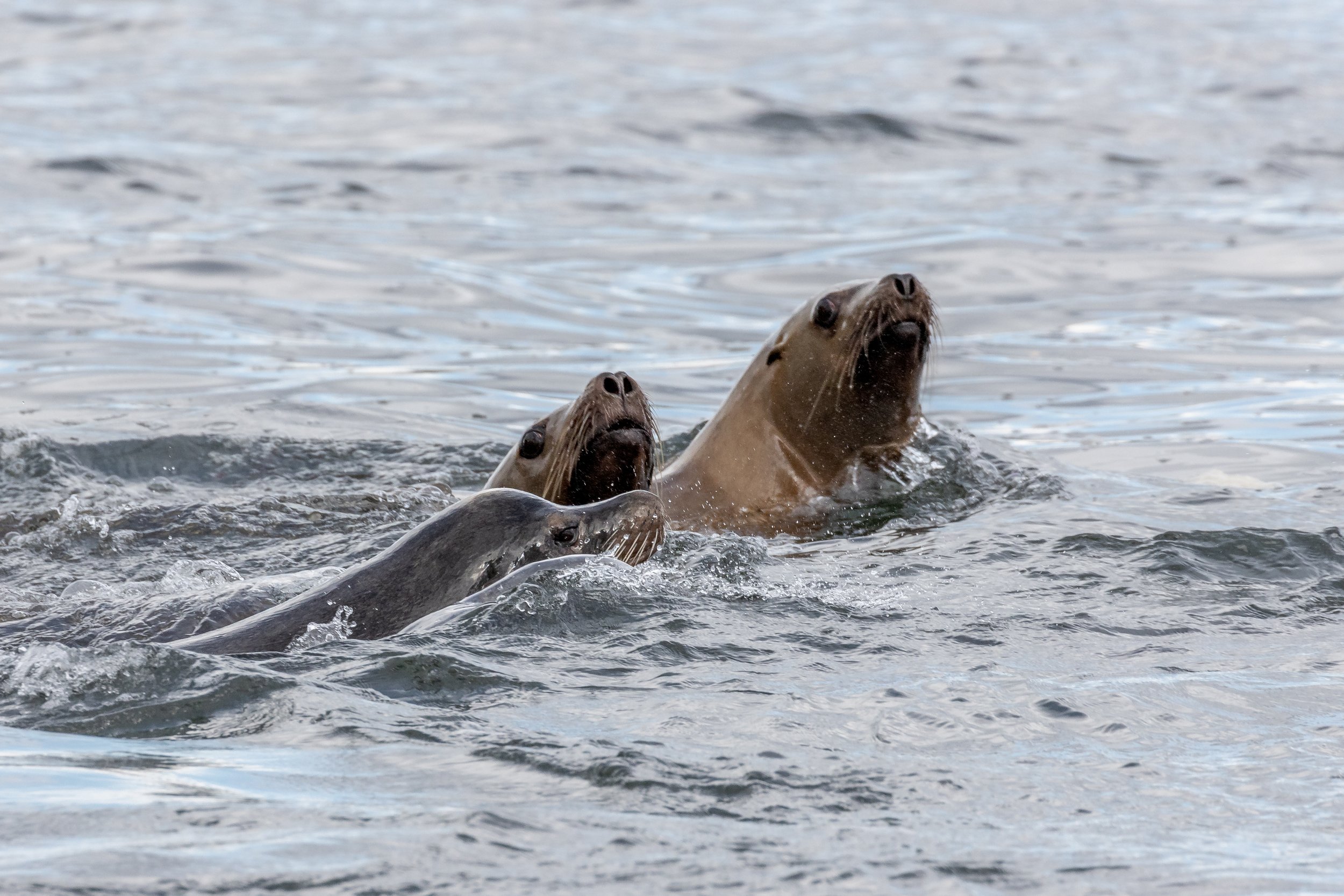 March 24, 2023 - Pinnipeds, Eagles, Gulls, and a Great blue heron!