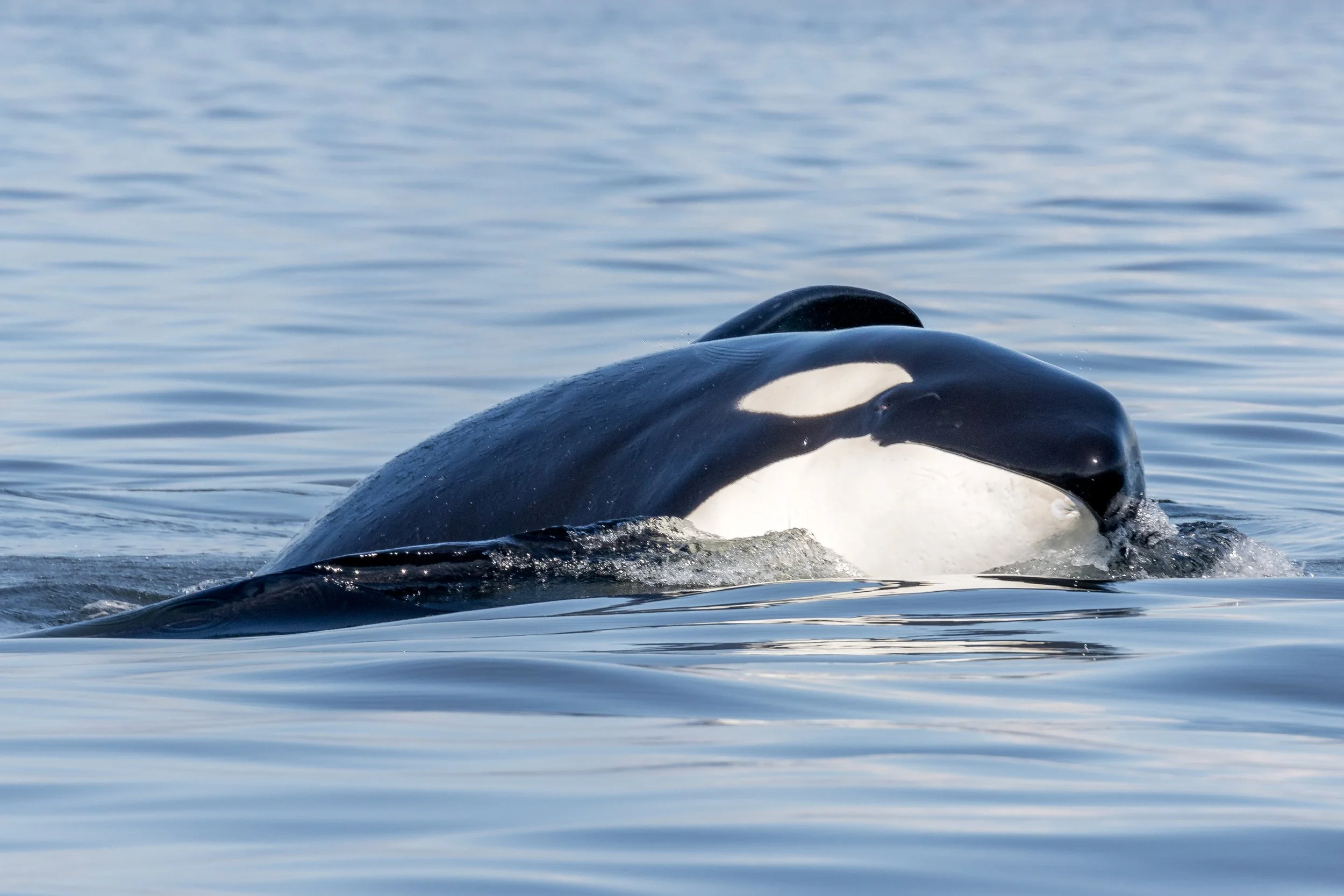 March 30, 2023 - T-party time with the T018s, T036As, T037s, T049As (-A2) and the T099s!