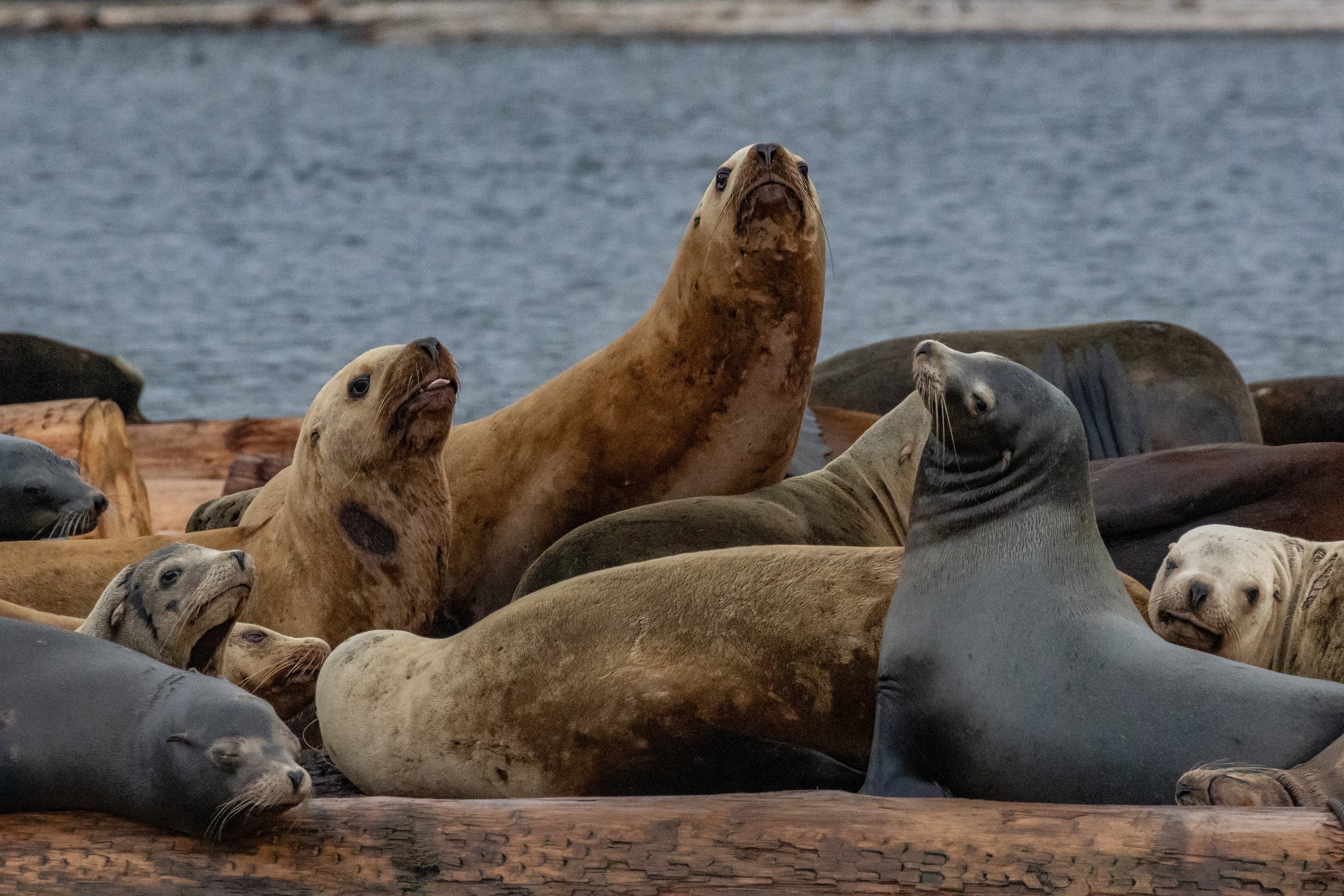 April 2, 2023 - Discovering the Wild Wonders of the Southern Gulf Islands