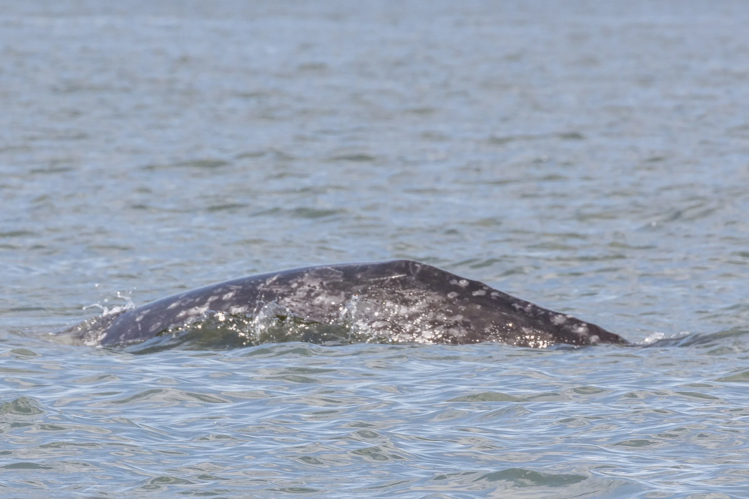 April 7, 2023 - The T124Ds and a surprise Grey whale too!