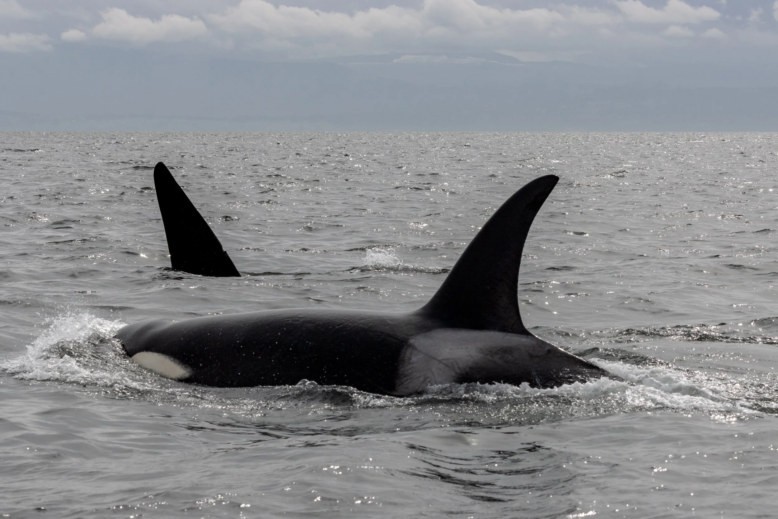 April 10, 2023 - The T049As (-A2) along the Sunshine Coast