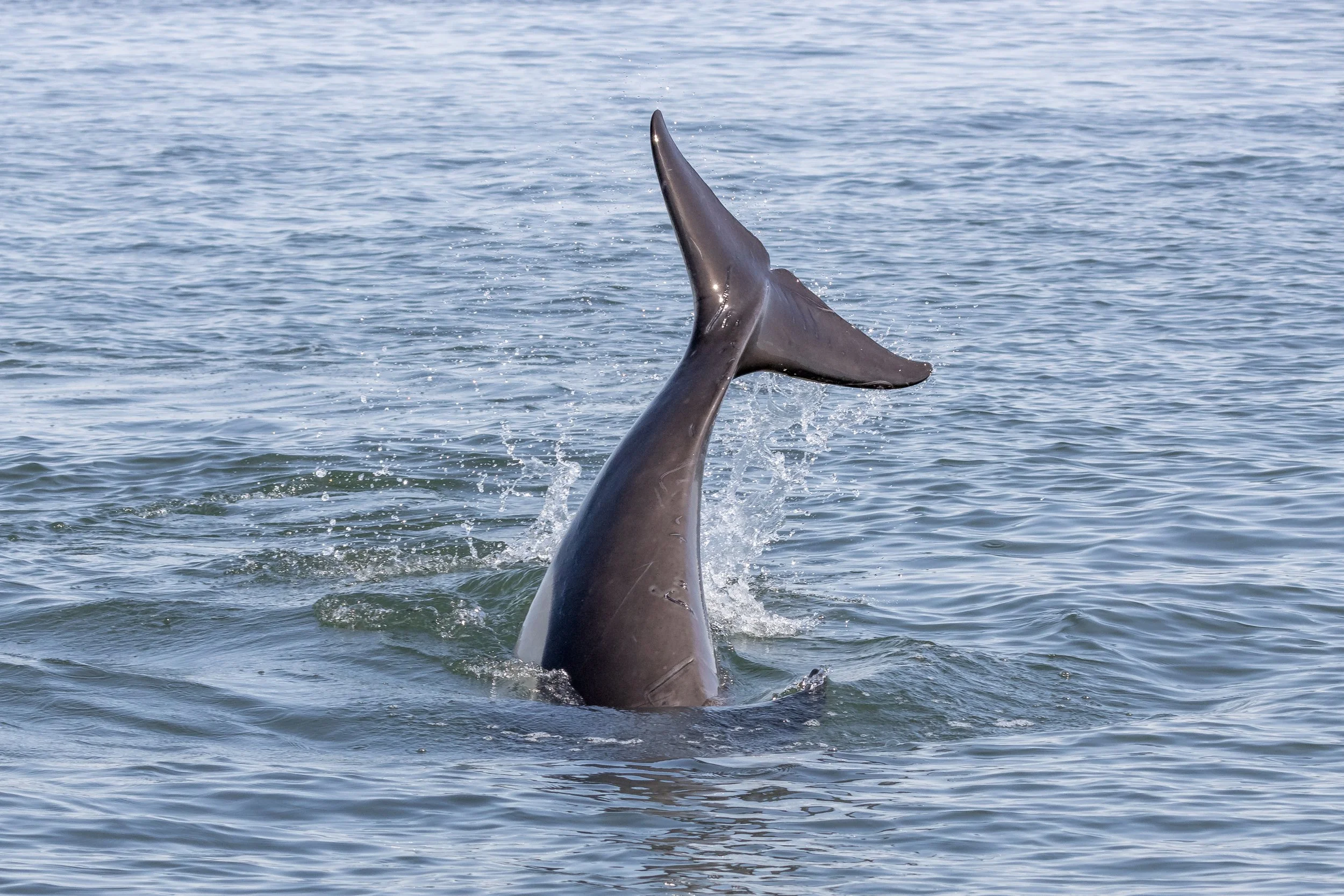 April 14, 2023 -The T071B's and the T124D's in the Strait