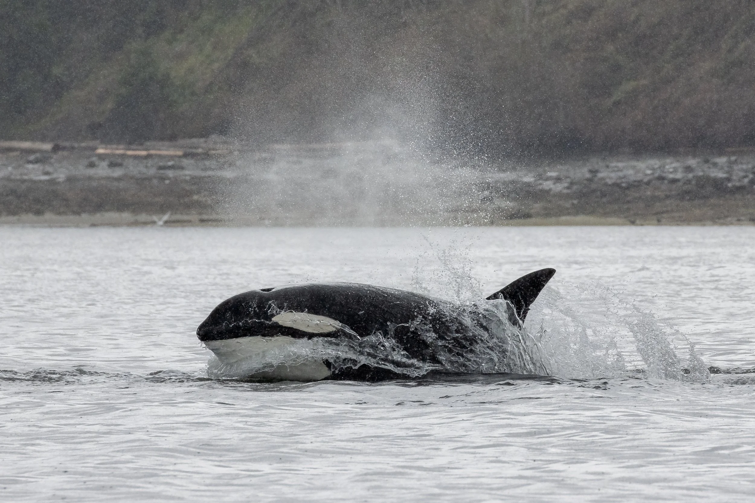 April 21, 2023 - Favourites Day! Chainsaw, Harbeson, The Alaskan Boys (T125A and T128), and the T137's in one tour!