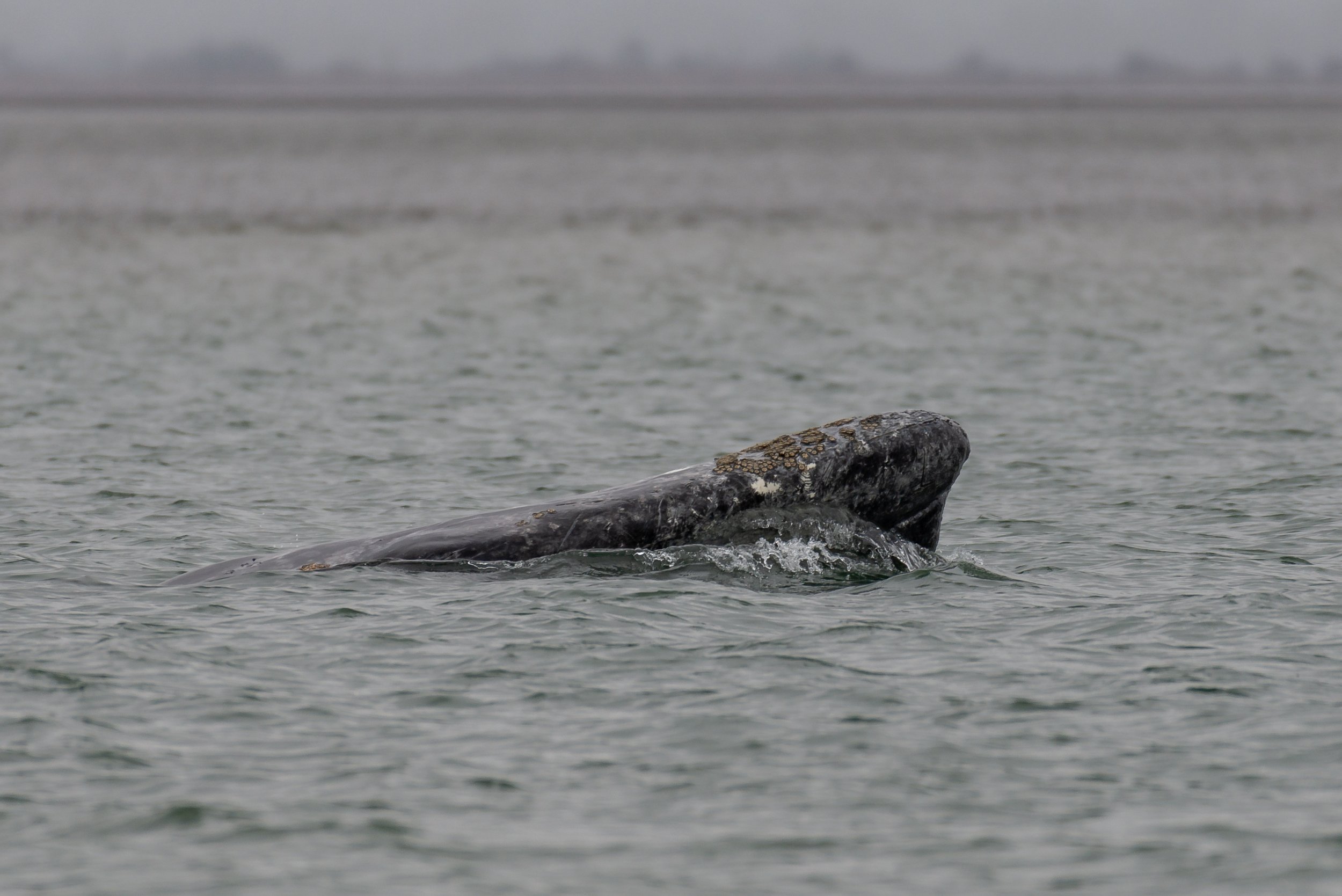 April 22, 2023 - A Grey Whale near Vancouver!