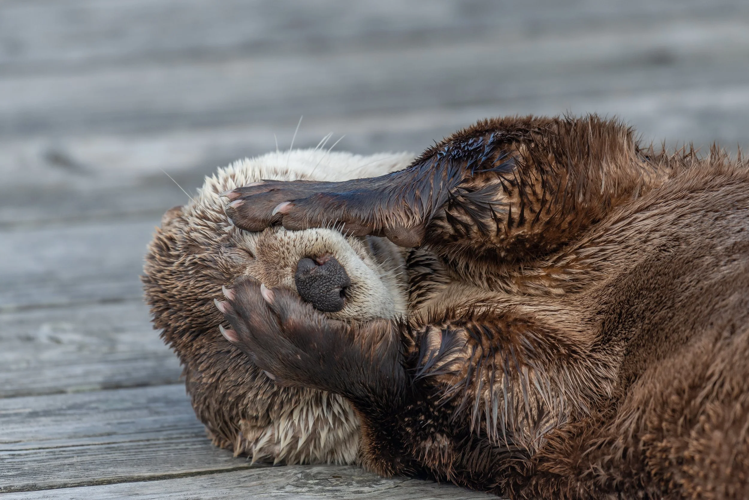 April 24, 2023 - A Northern Adventure for Sea Lions, Porpoises, and a River Otter! 