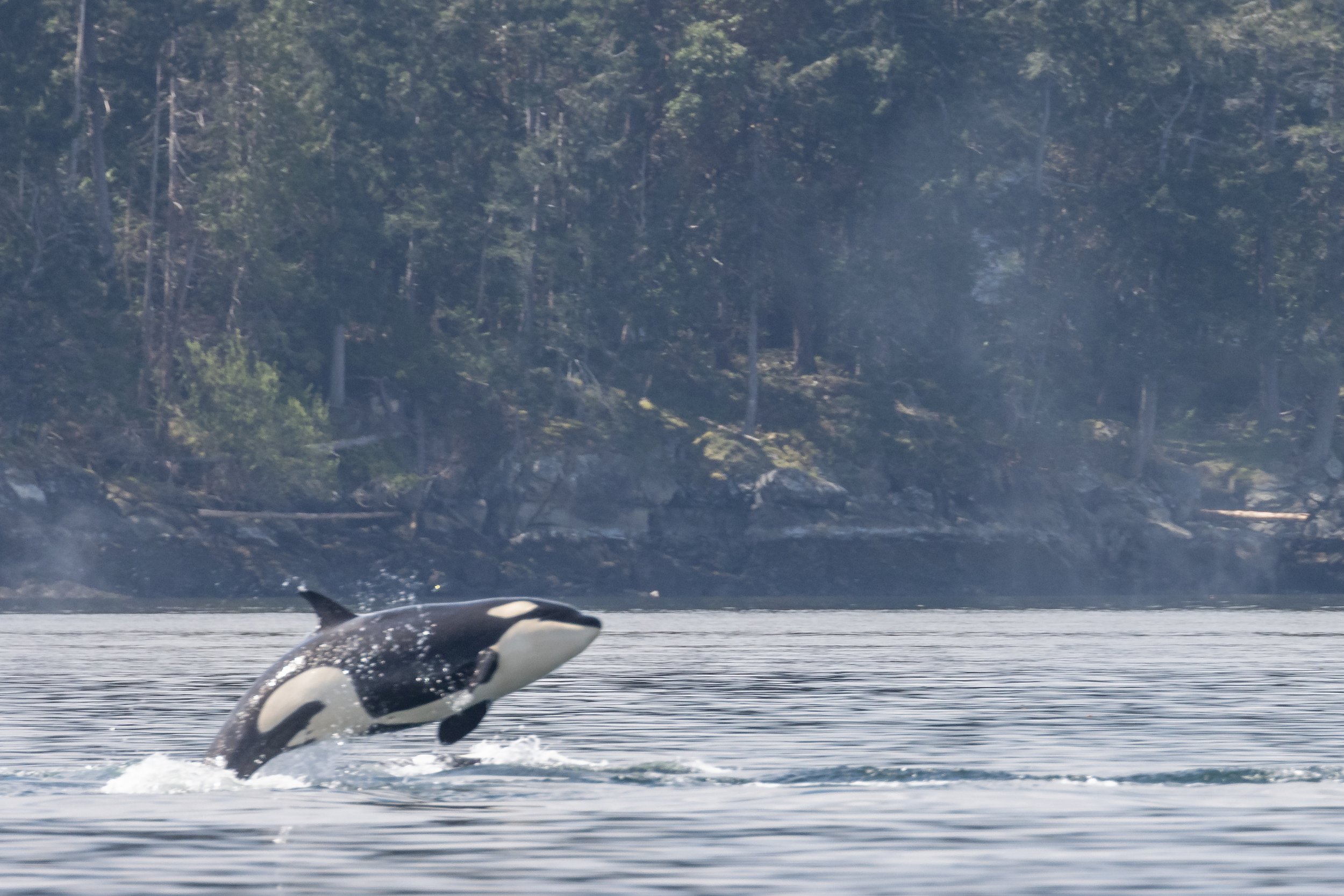 April 25, 2023 - The T-party continues - 19 whales today!