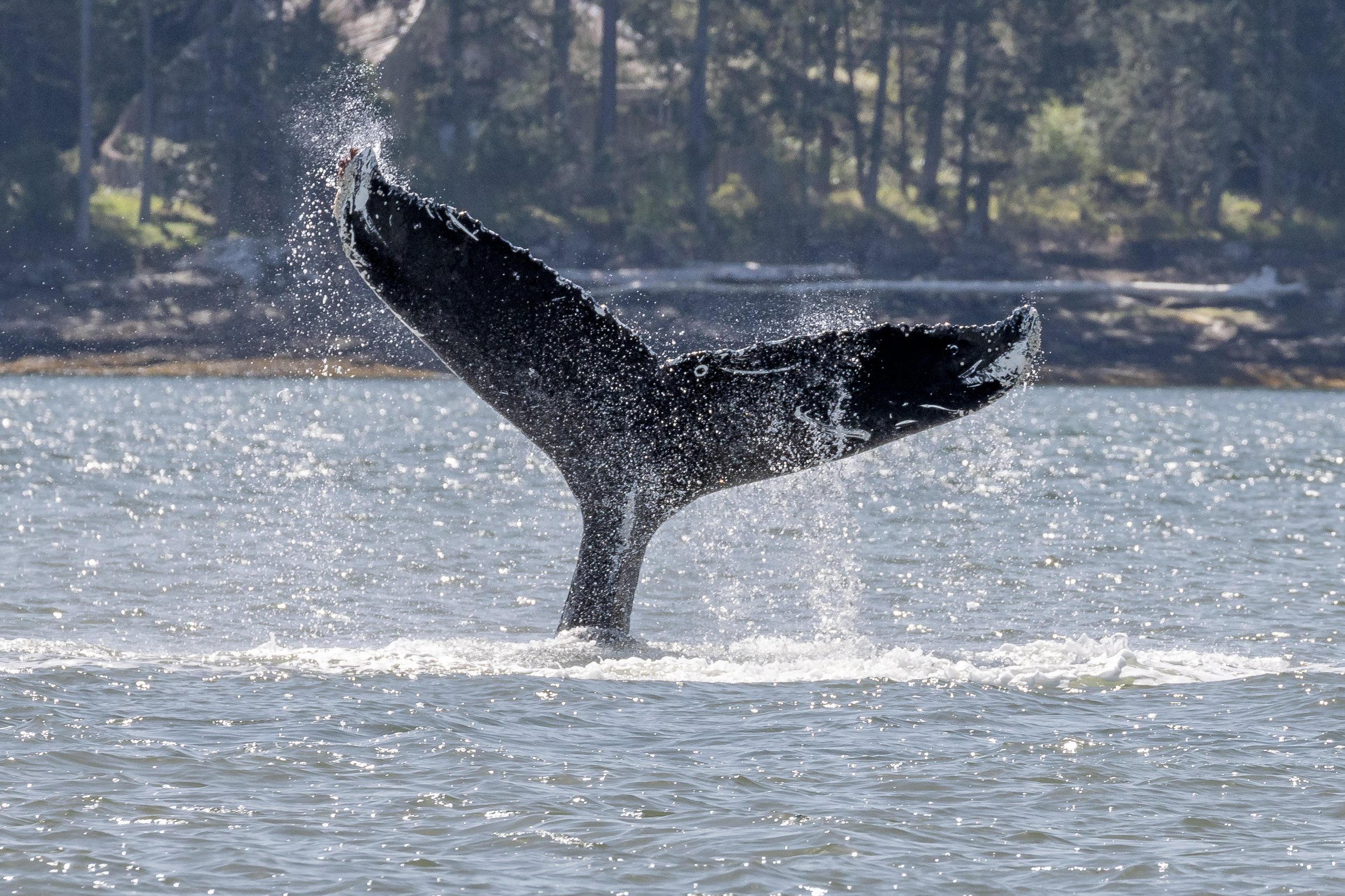 April 28, 2023 - First Humpback of the Season!