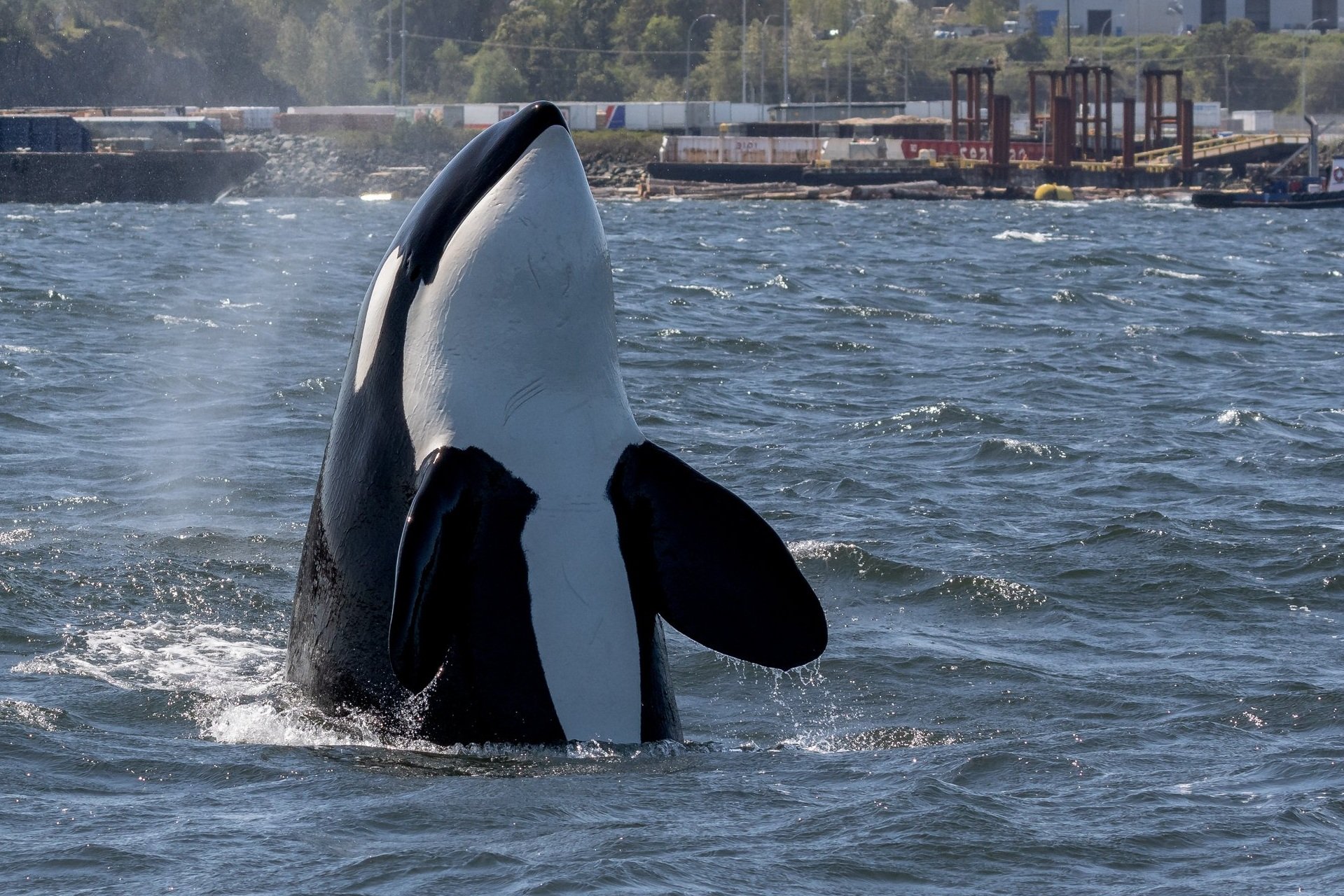 May 2, 2023- An Eventful Hunt Right Outside Nanaimo Harbour with the T065B's and T124A2's