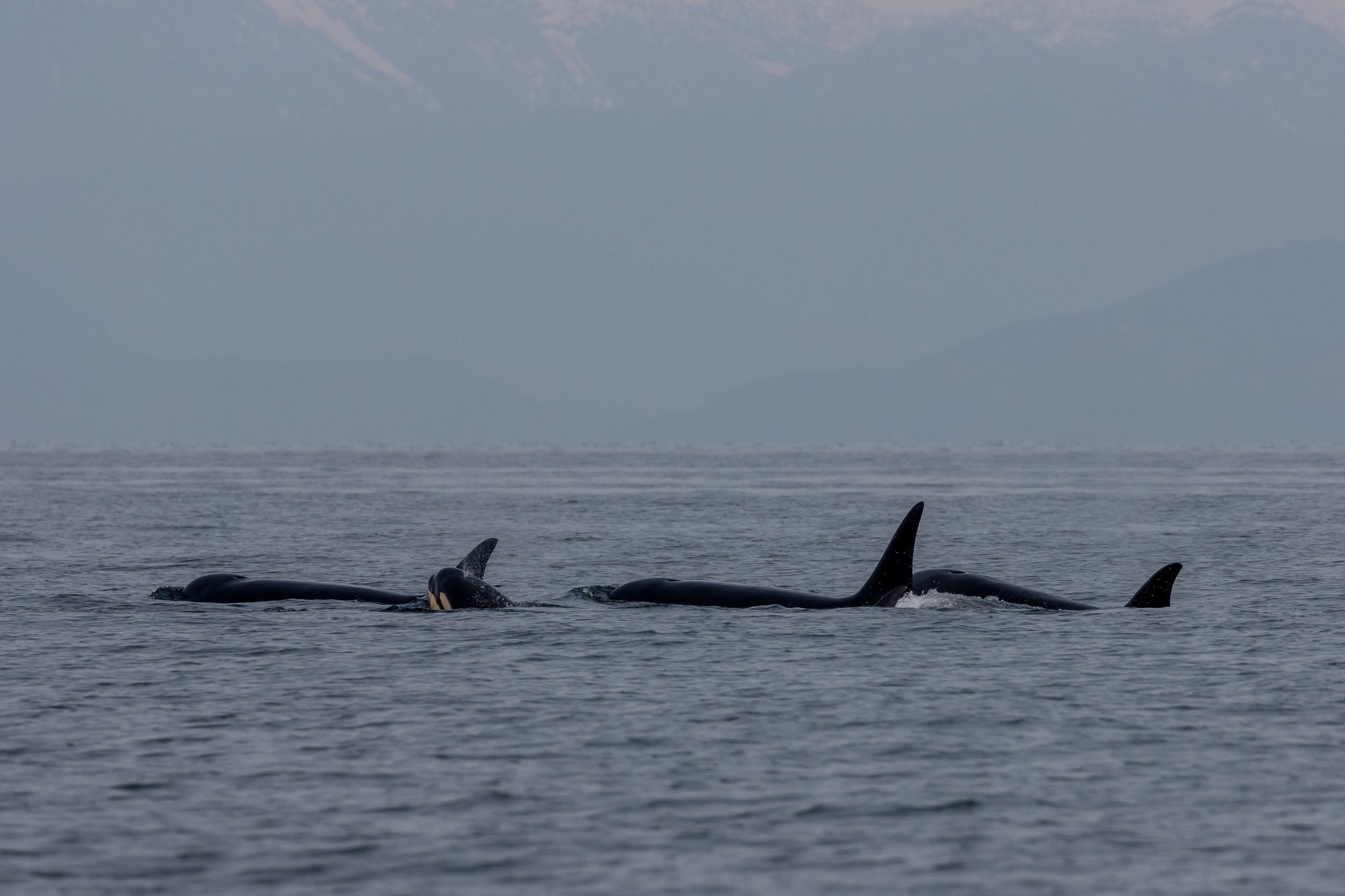 May 3, 2023 - Travelling T's by Nanoose Bay