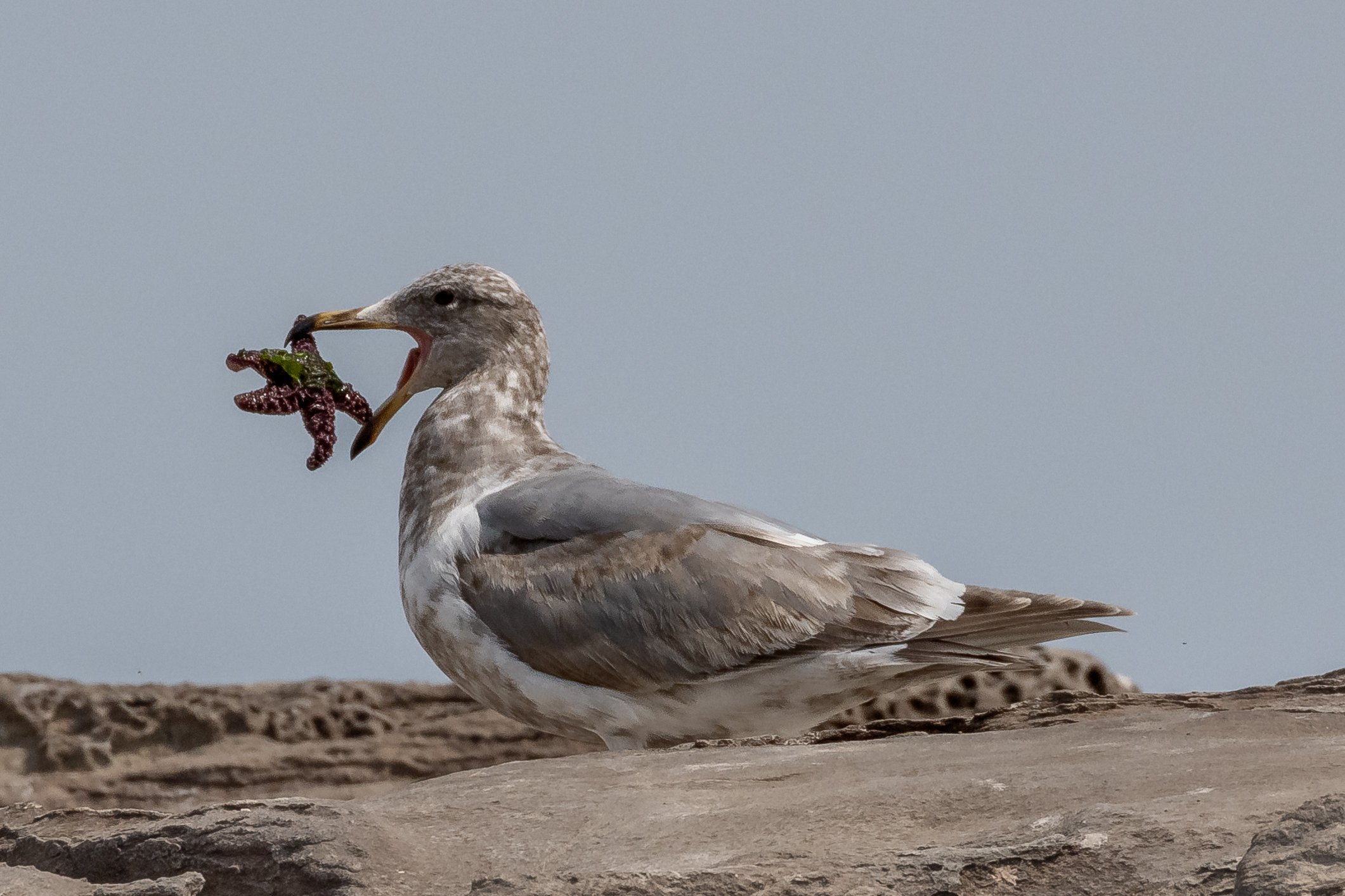 May 4, 2023 - A delightful day full of Harbour Seals, Eagles, Gulls and Sea Lions! 