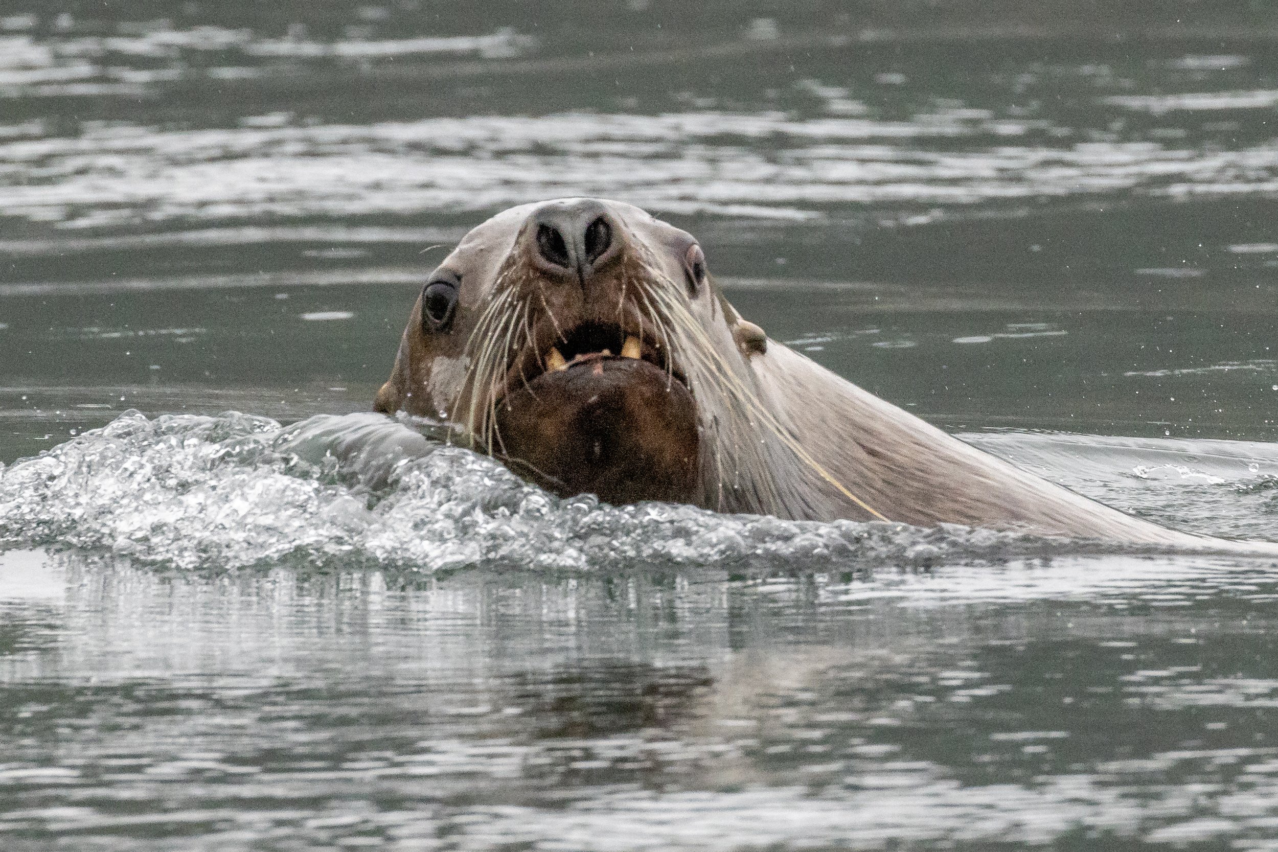 May 5, 2023 - Seals, Sea Lions and Gulls, oh my! 