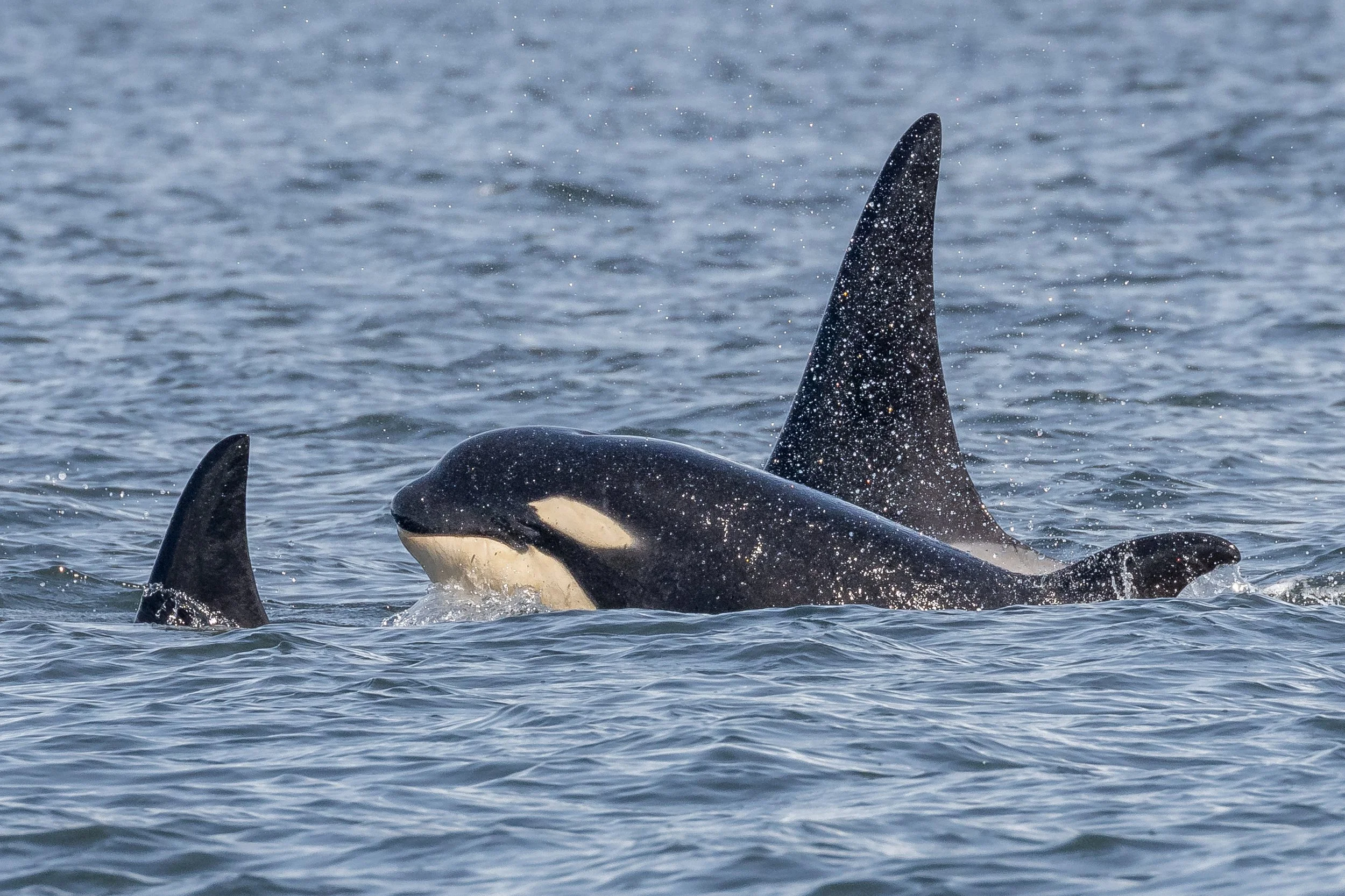 May 7, 2023 - T-party off of Parksville