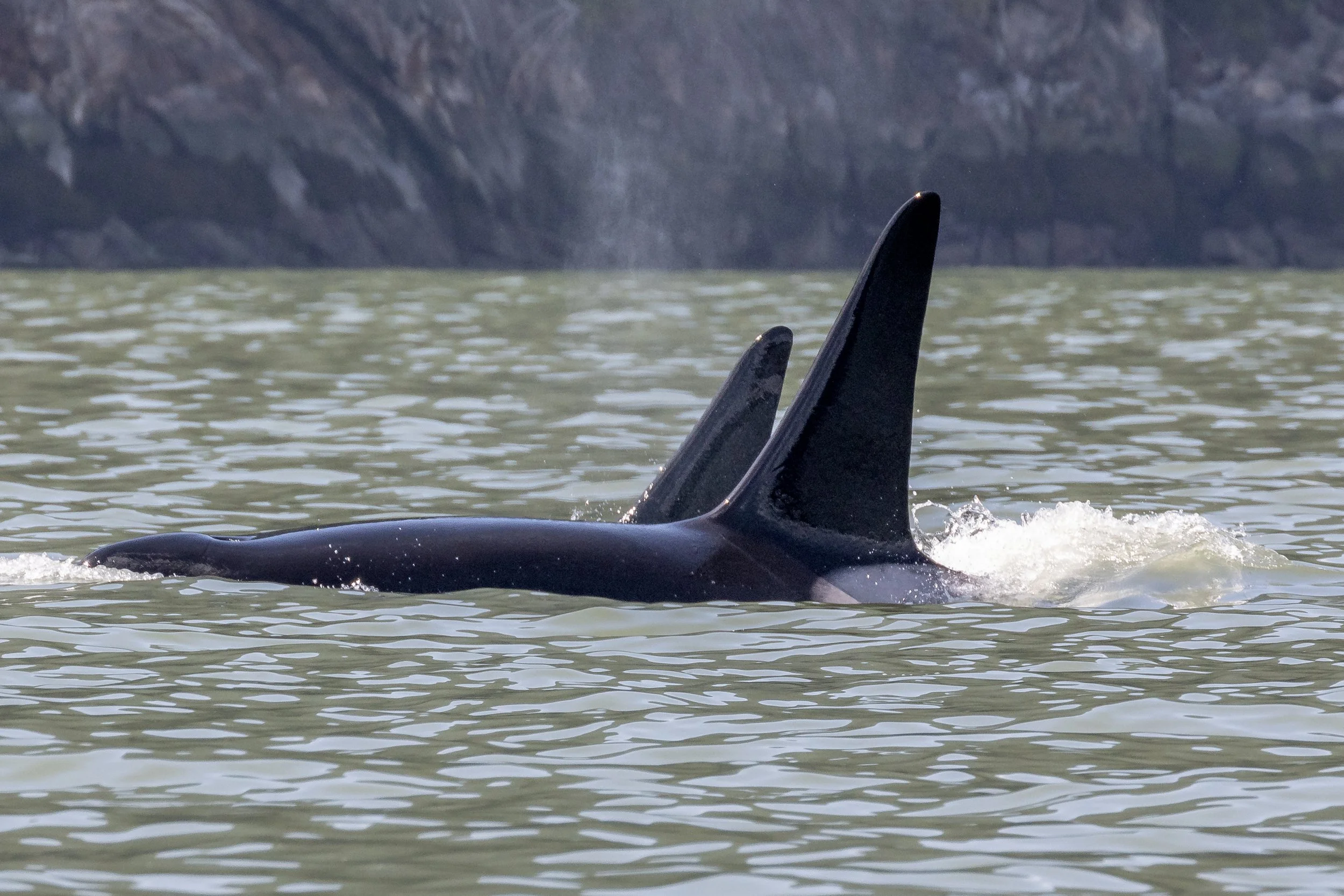 May 11, 2023 - T101's in the beautiful Squamish Harbour