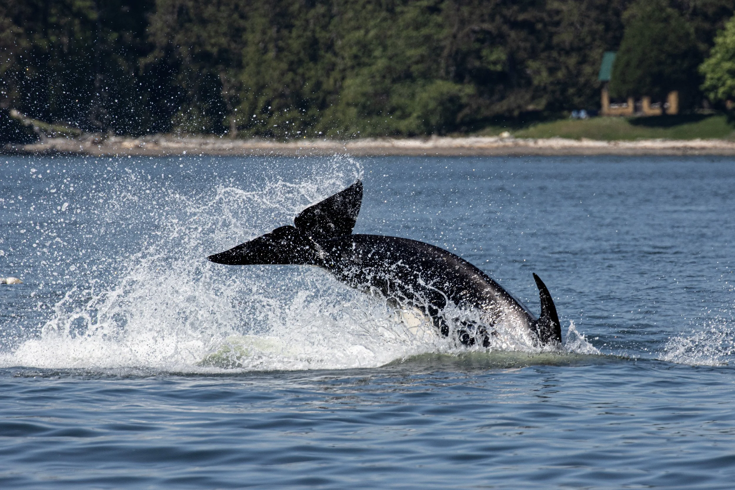 May 15, 2023 - T099's by Prevost Island, HB out of Porlier Pass