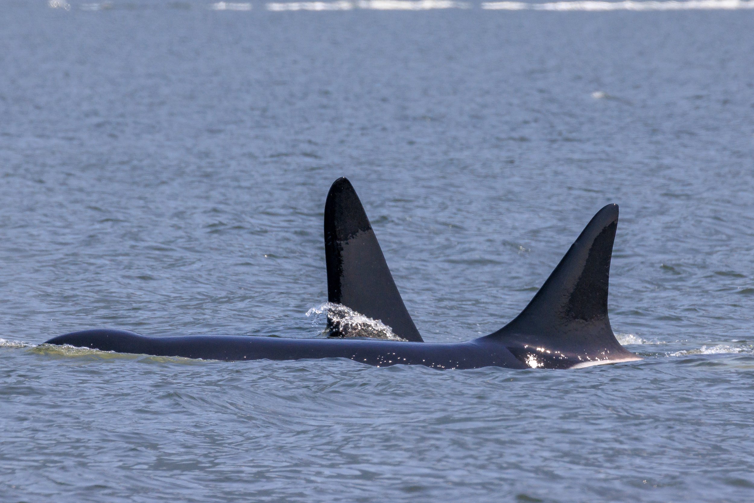 May 17, 2023 - T101's cruise by Bowyer Island