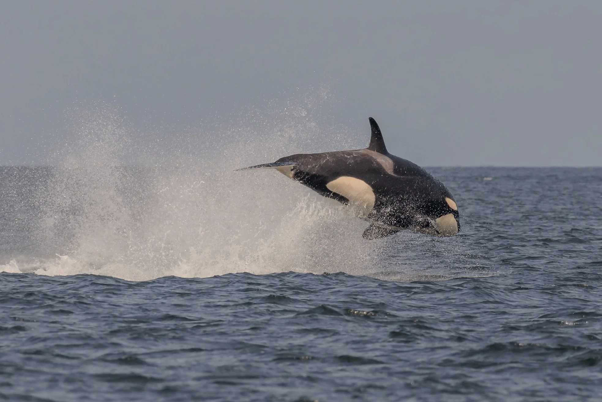 May 18, 2023 - T065B's and T124A2's socializing by the Ballenas Islands